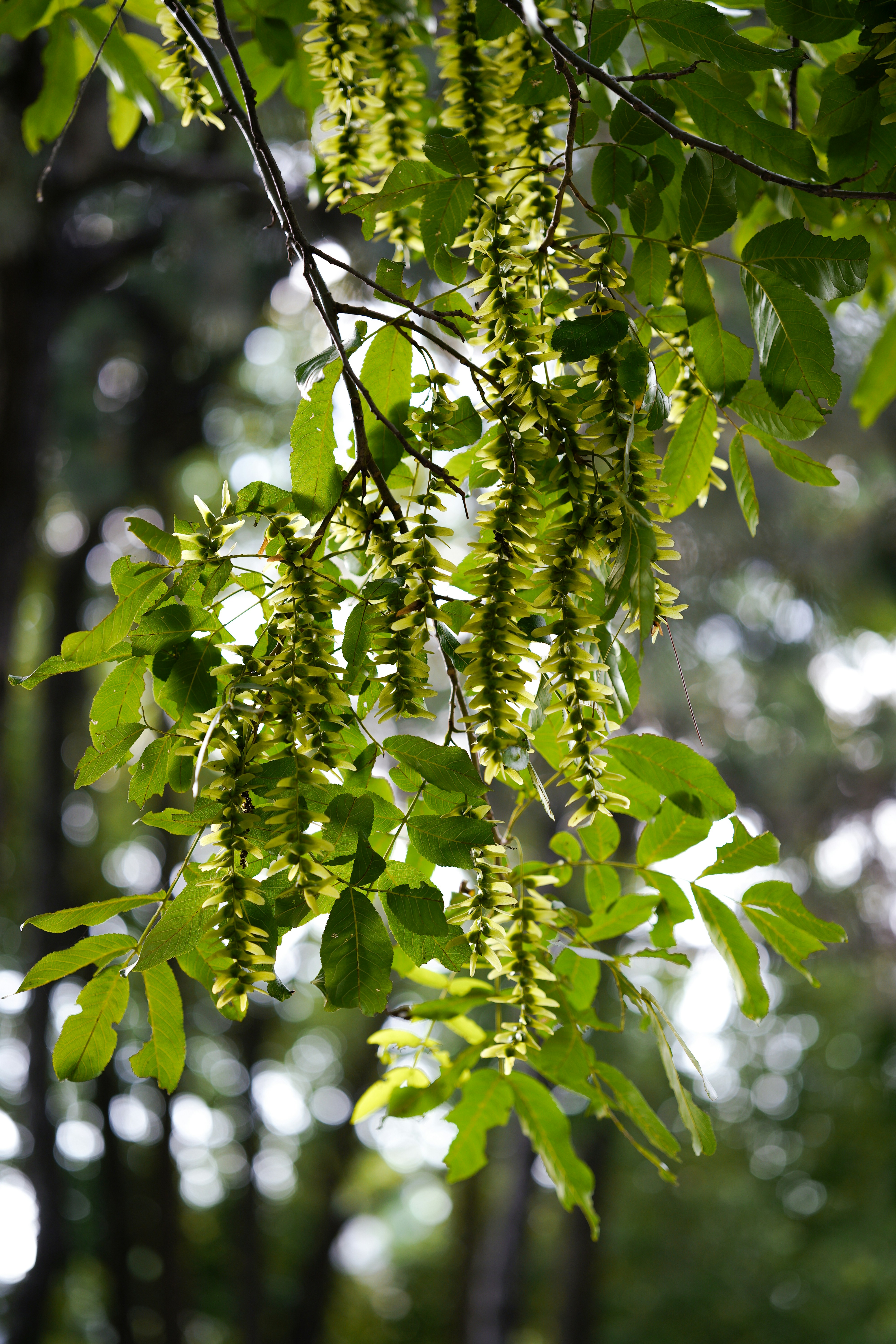 Branches with green leaves and yellow flowers hang down.