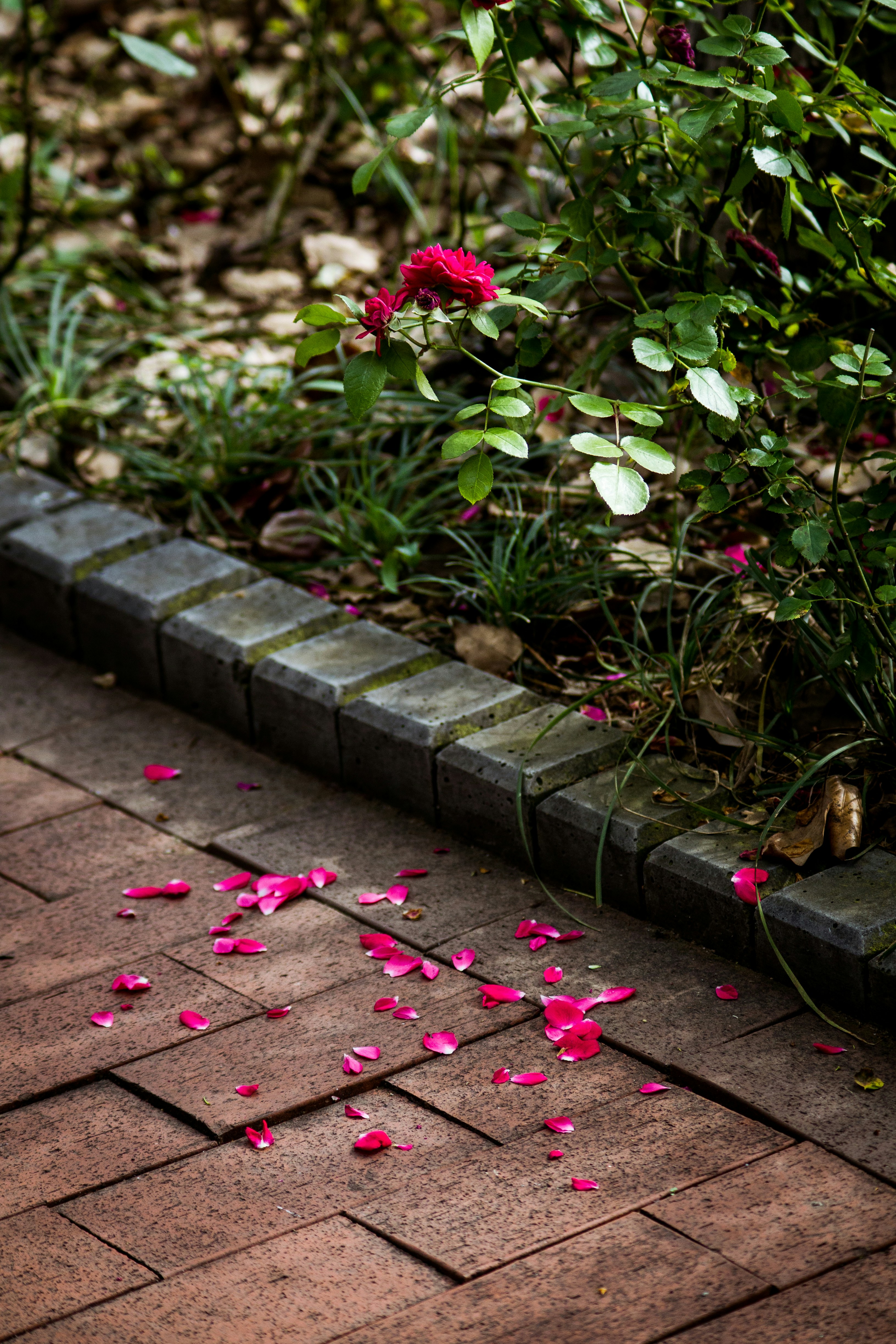 Fallen rose petals scattered on the walkway.