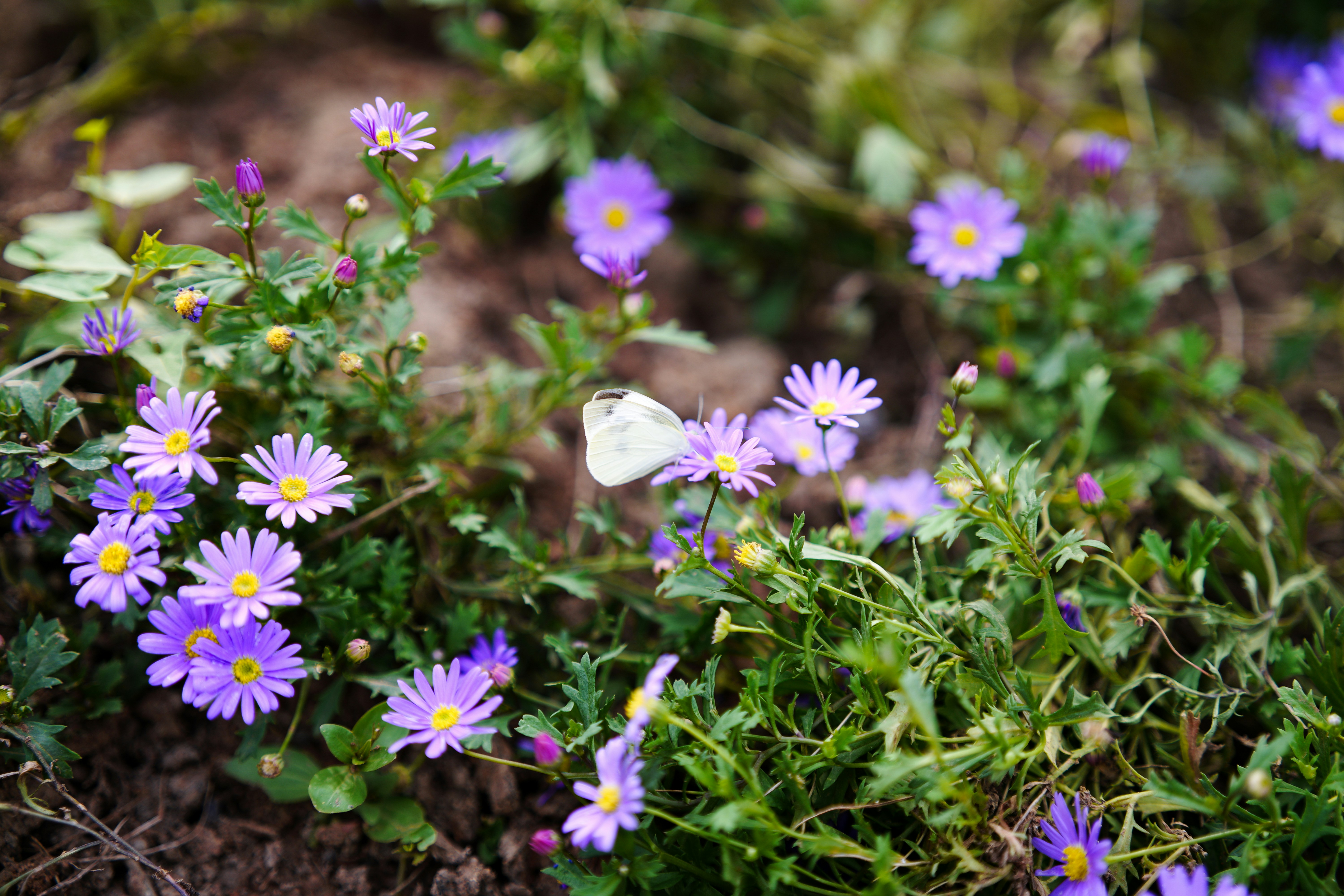 A butterfly rests on purple flowers in nature.