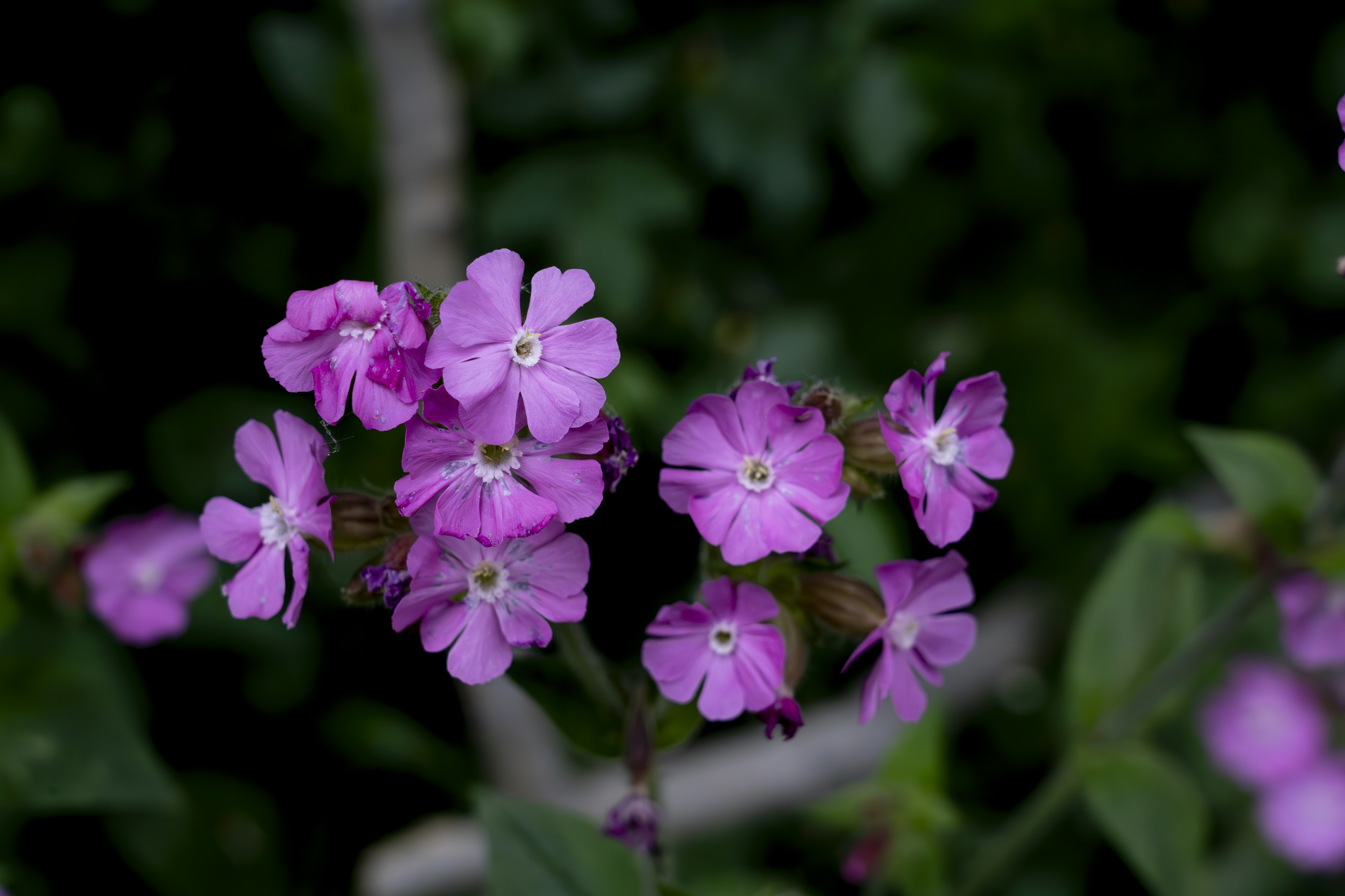 Pink flowers bloom in a lush green garden.
