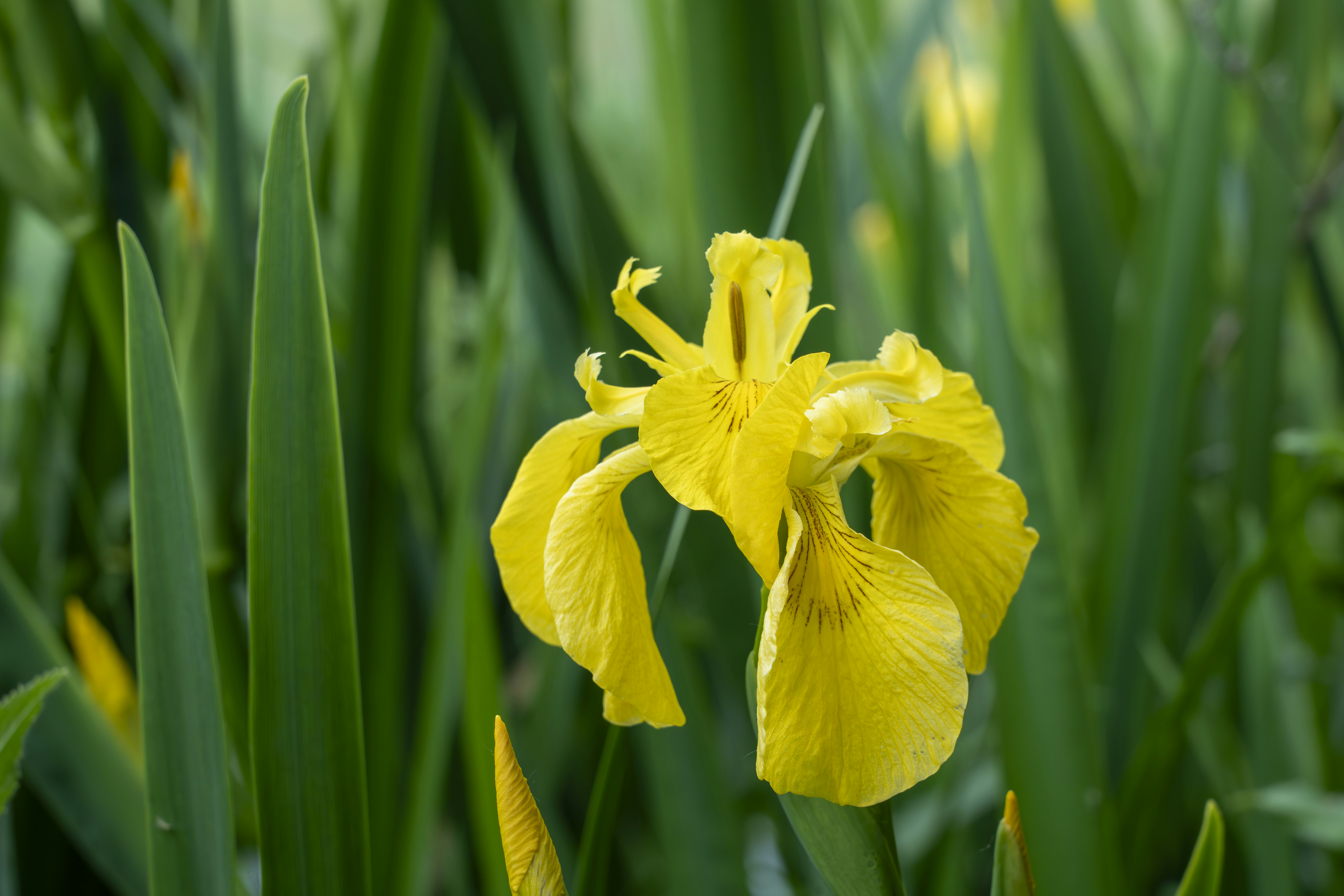 A bright yellow iris stands among green leaves.