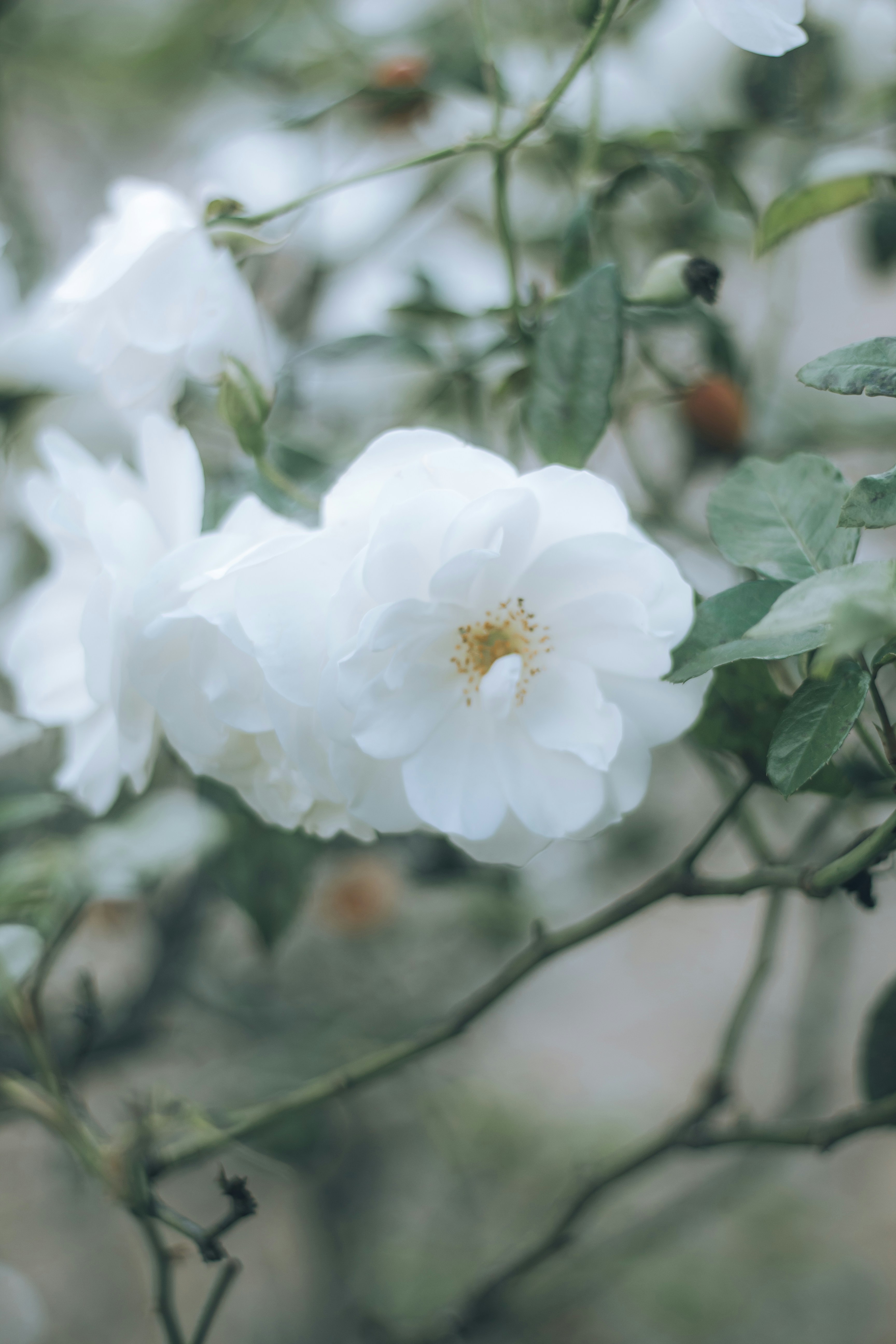 White roses bloom in a delicate garden setting. photo – Free Flowers Image  on Unsplash, image size:3000x4500