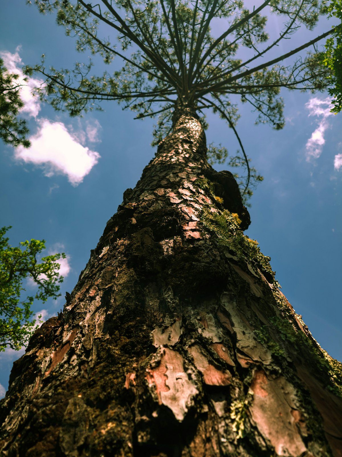 Mangrove wetlands ecosystem