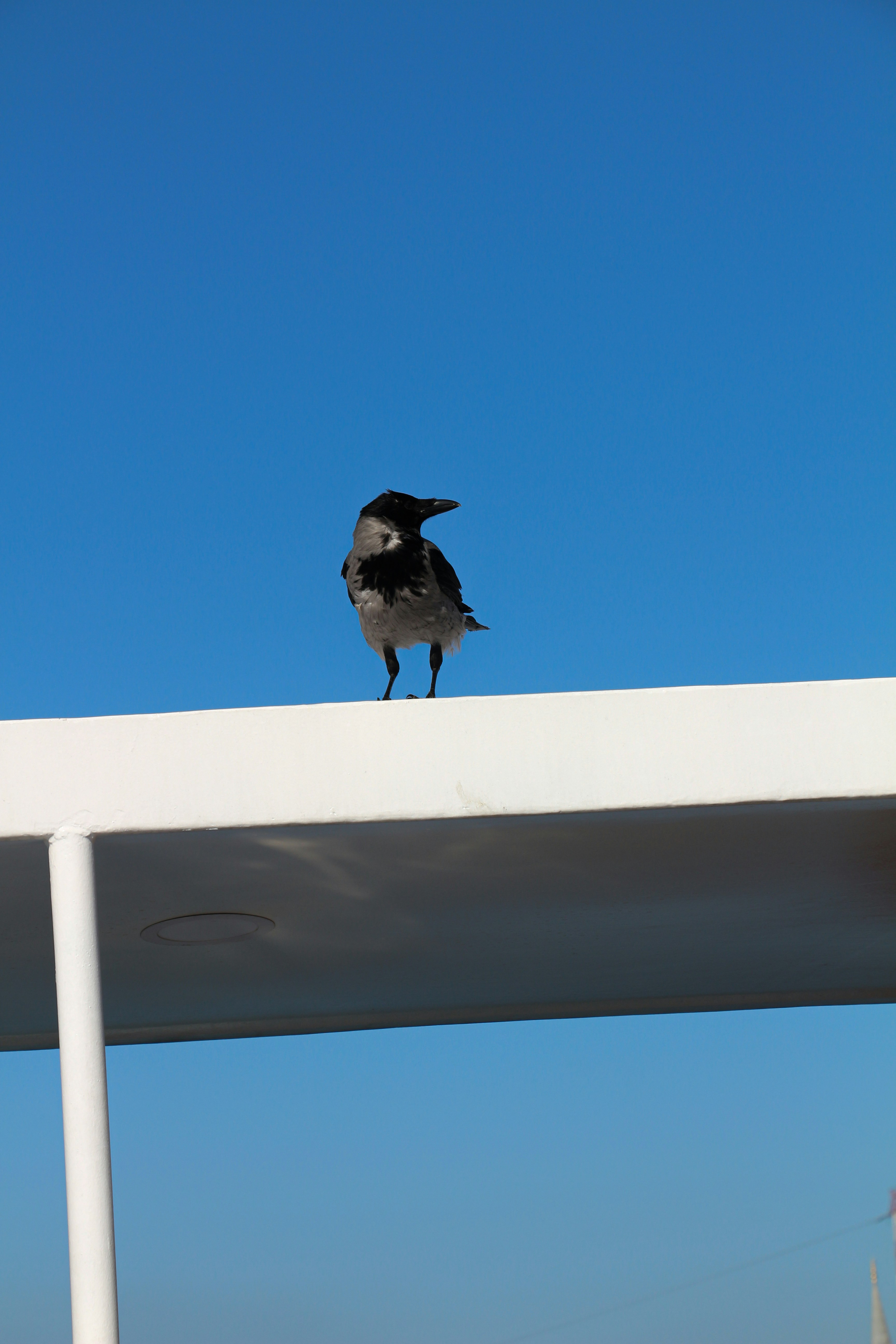 A bird stands on a white rail against a blue sky.