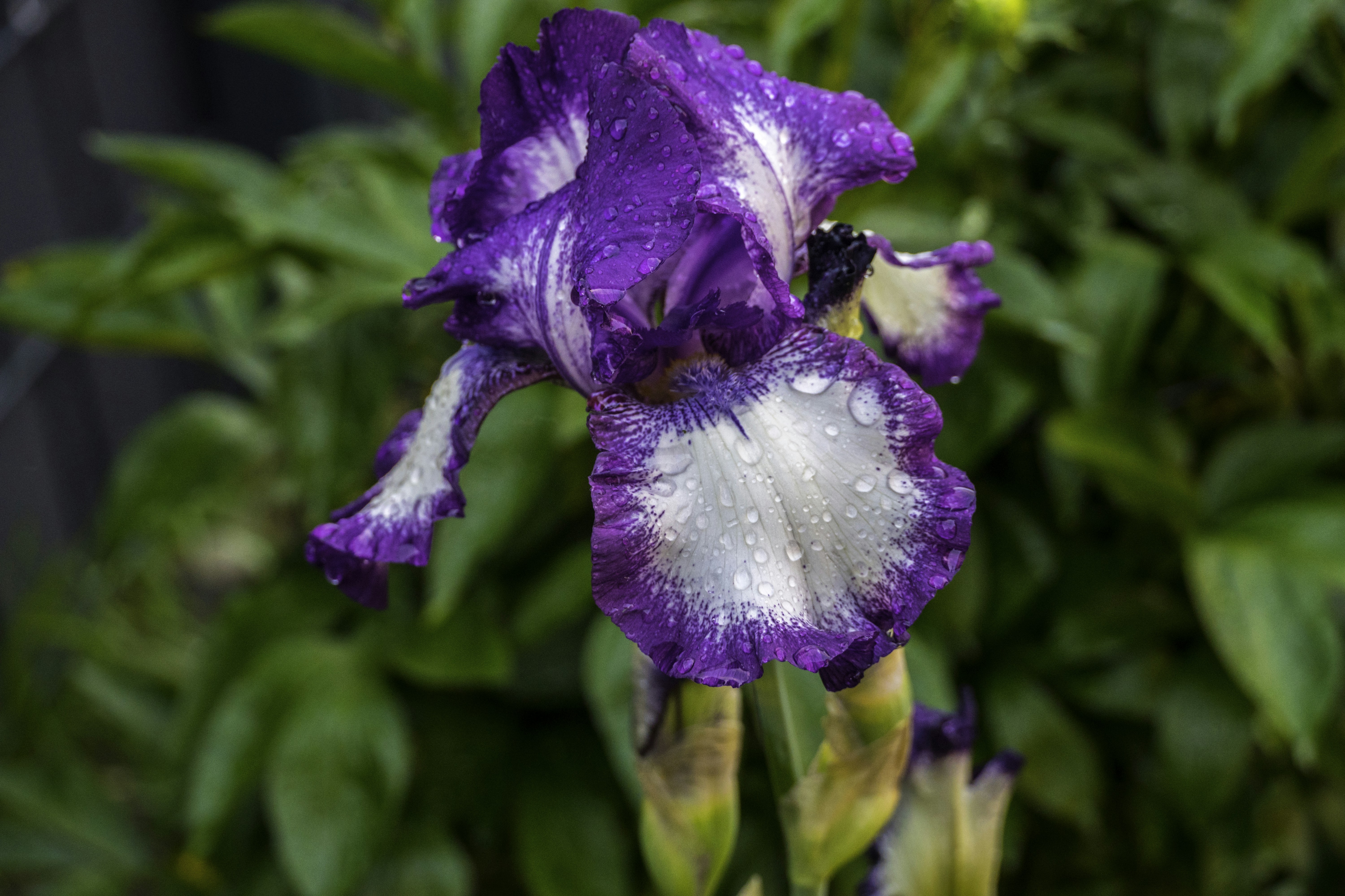 Photo by todorandonov