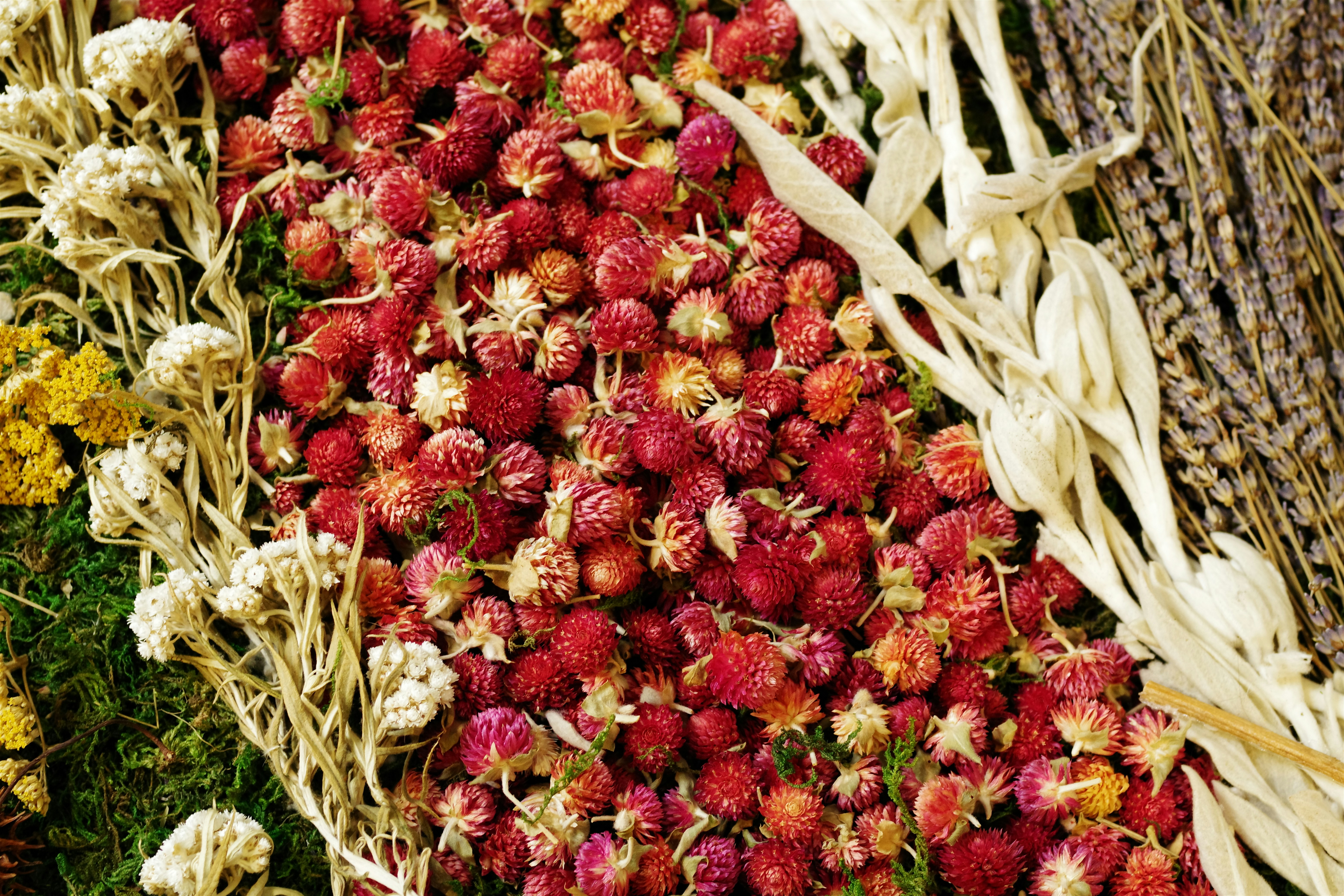 Dried sea buckthorn products