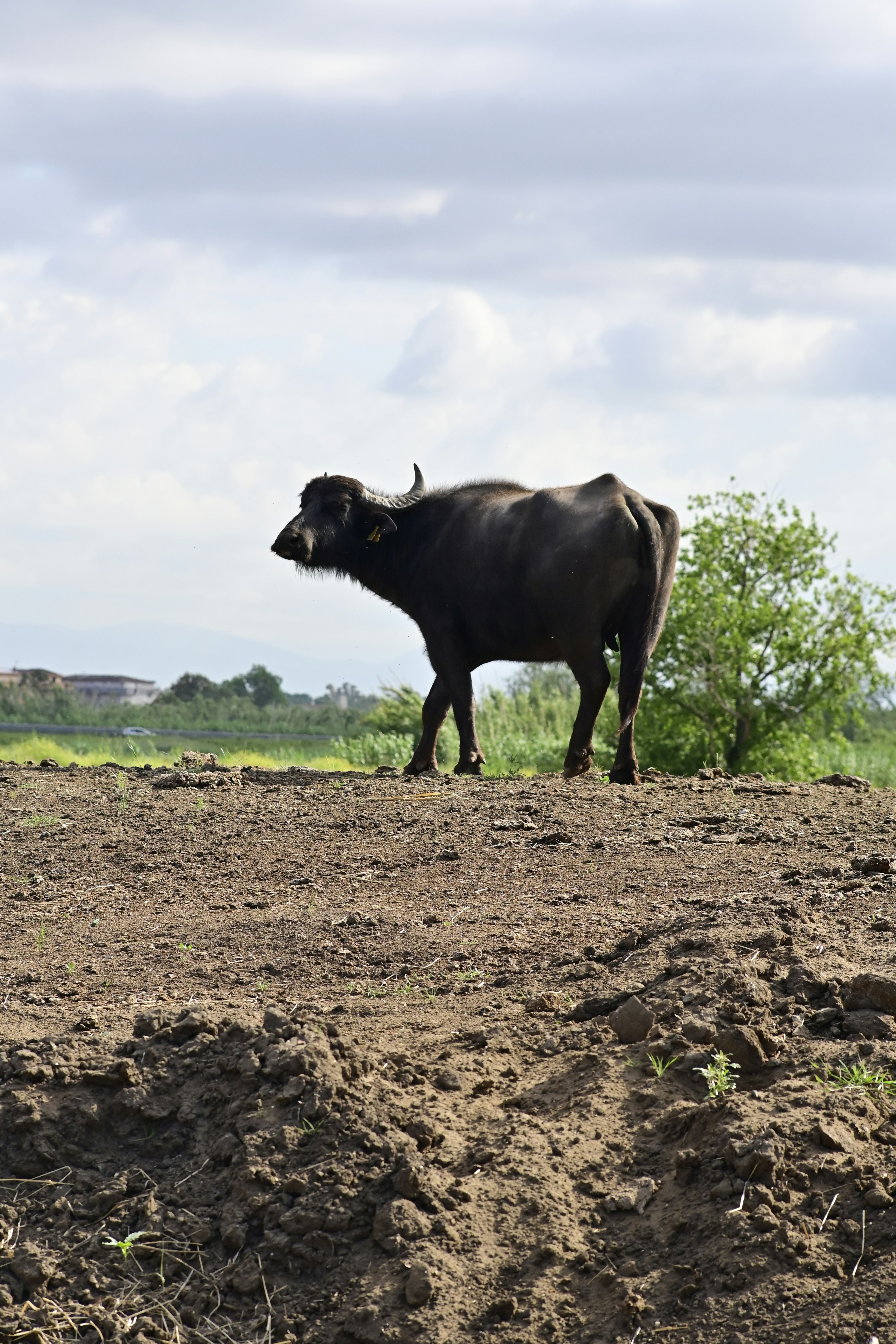 A buffalo walks on a barren landscape