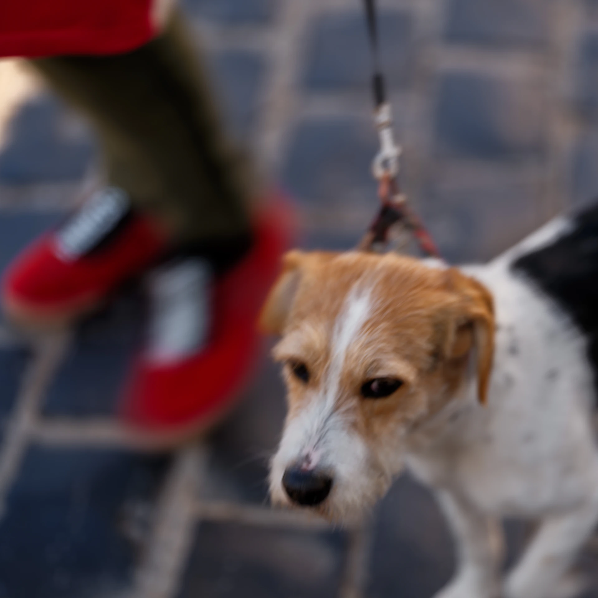 Large dog walking on a heavy-duty rope leash beside its owner
