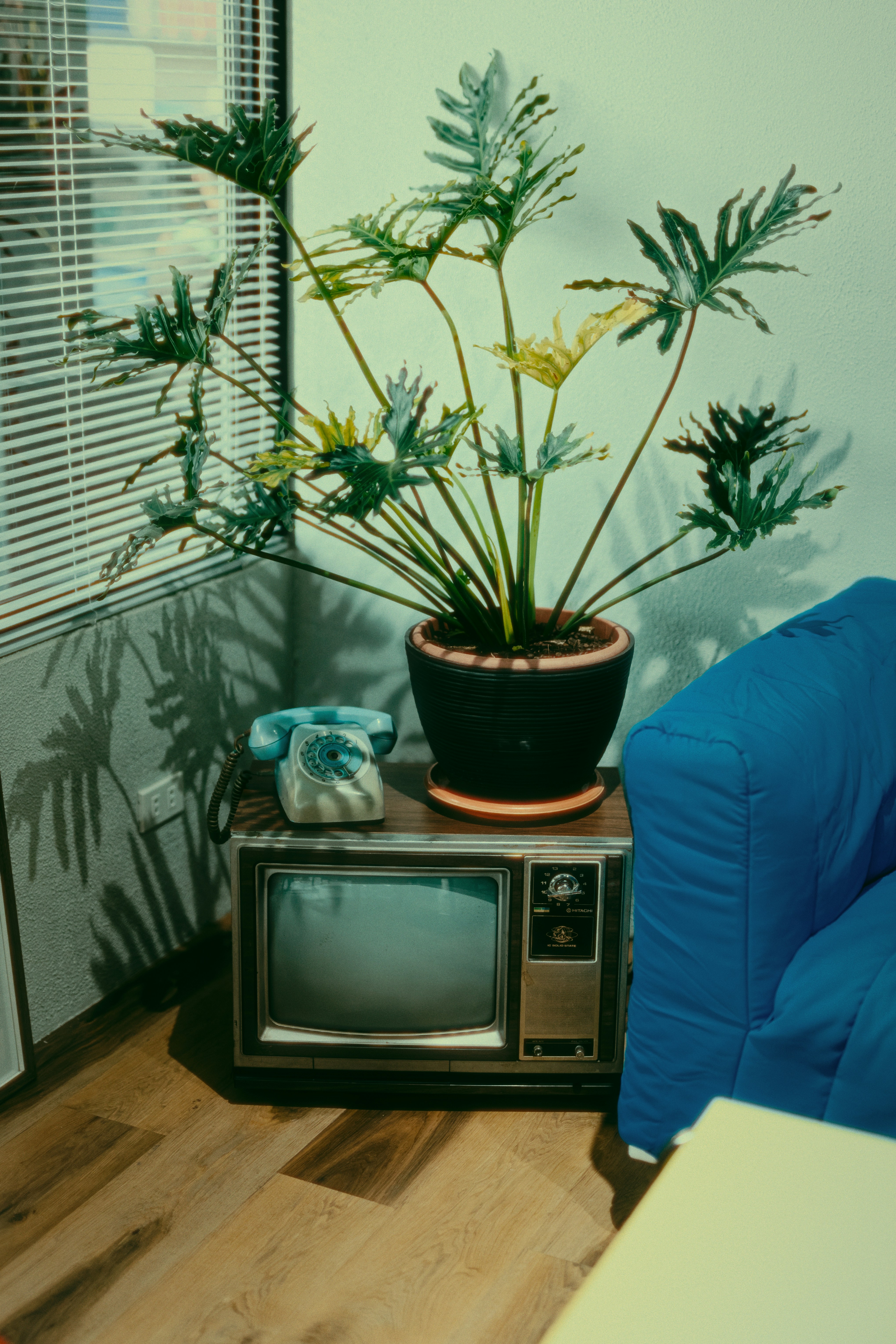 A retro scene features a plant and an old television.