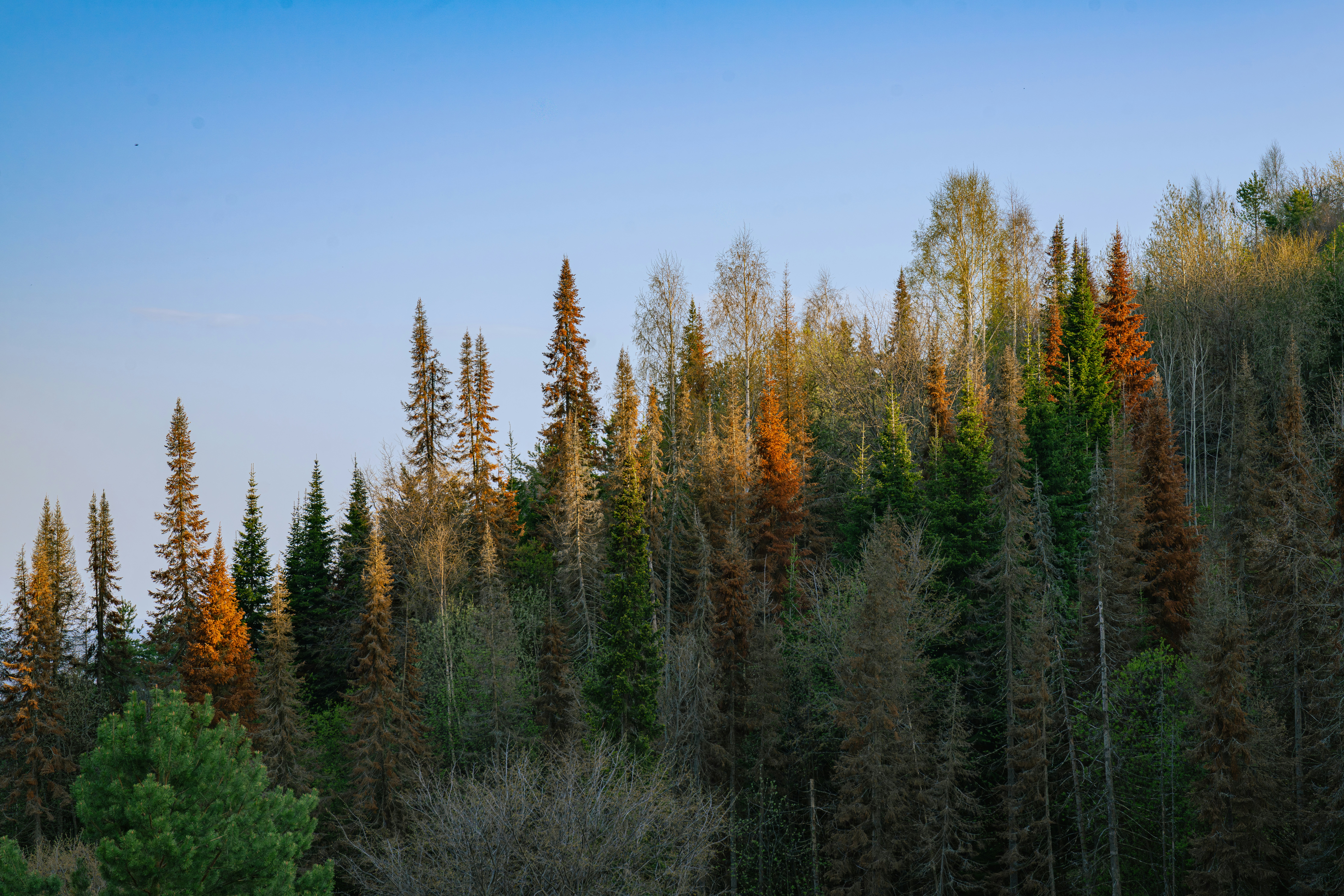 Forest of trees illuminated by sunlight.