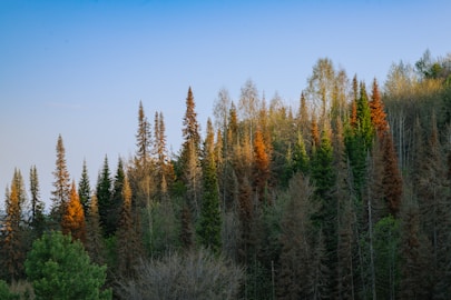 Forest of trees illuminated by sunlight.