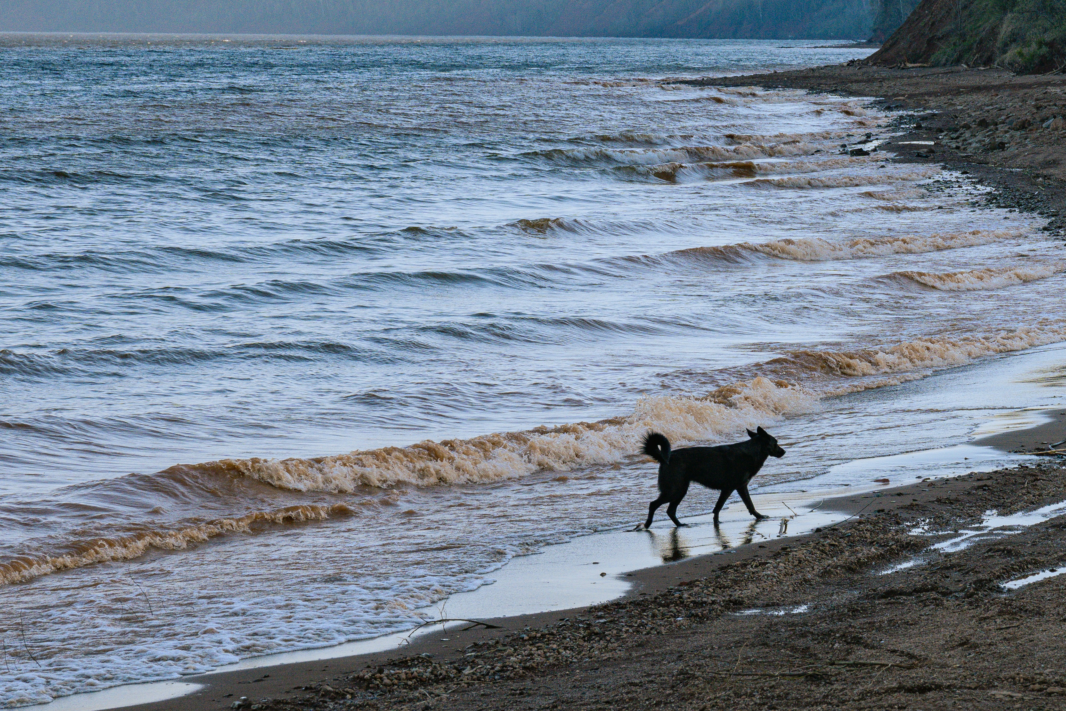 Dog walks along the sandy beach at the ocean's edge.