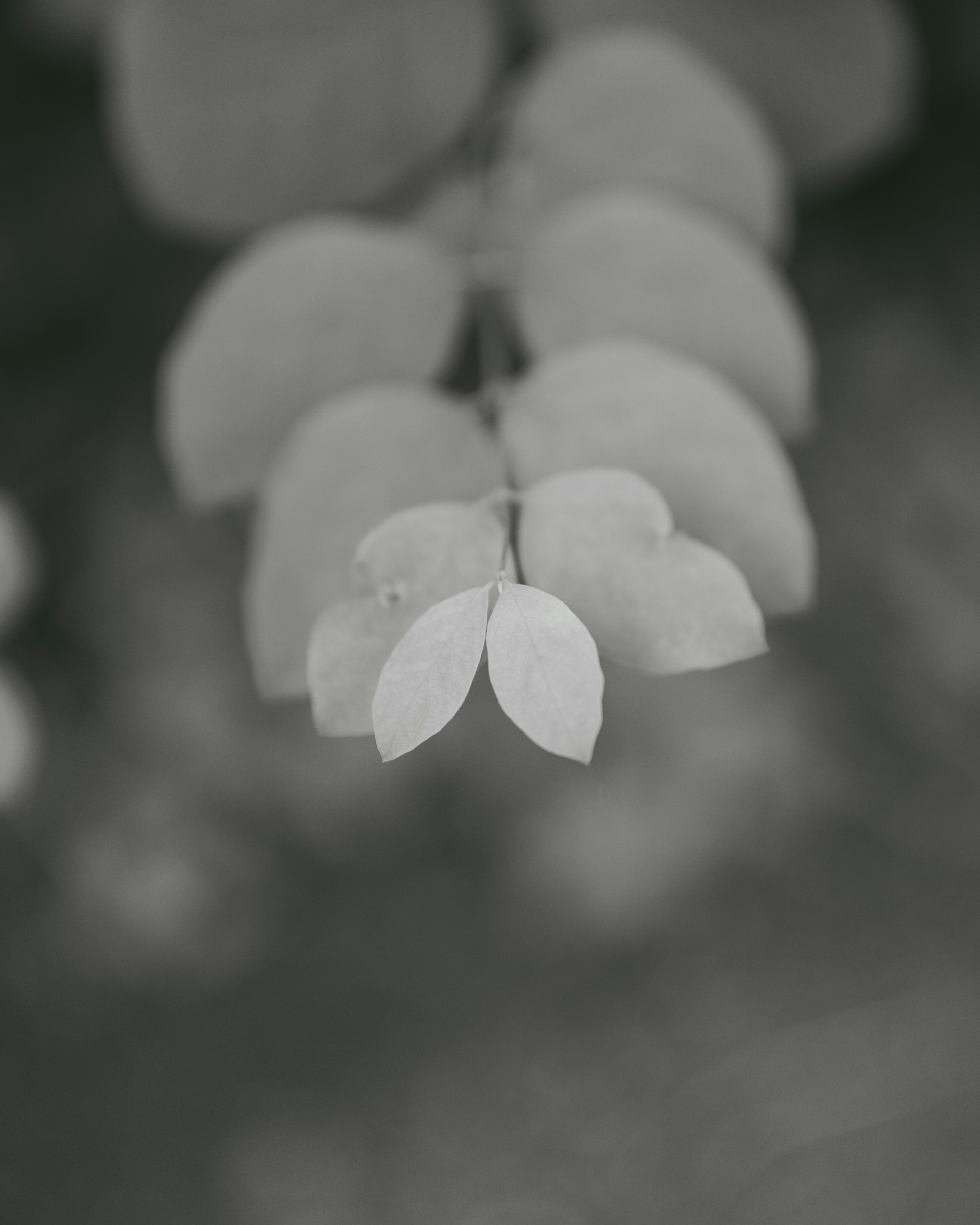 Leaves are captured in soft, grayscale focus.