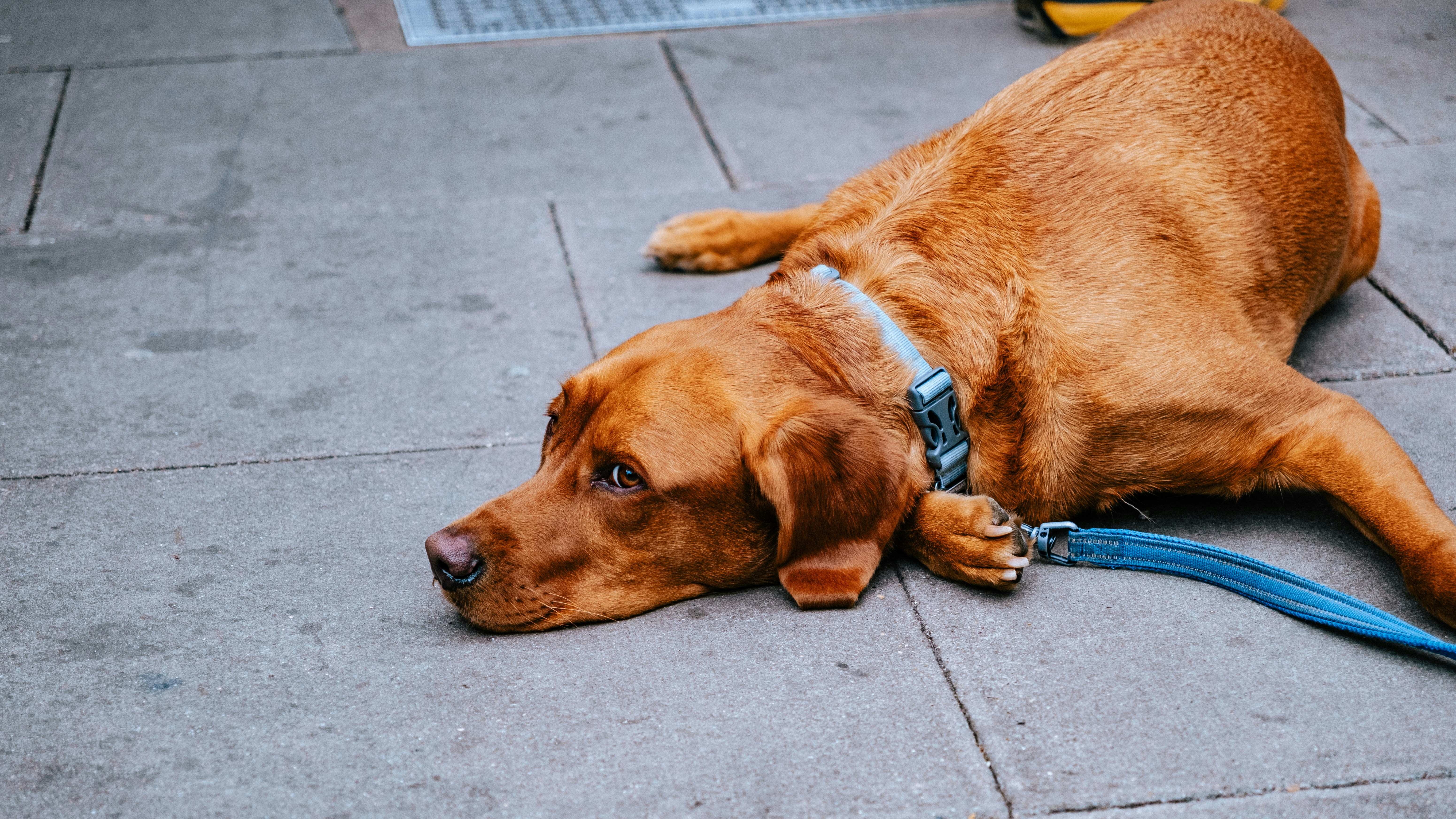A tired dog lounges on the sidewalk.