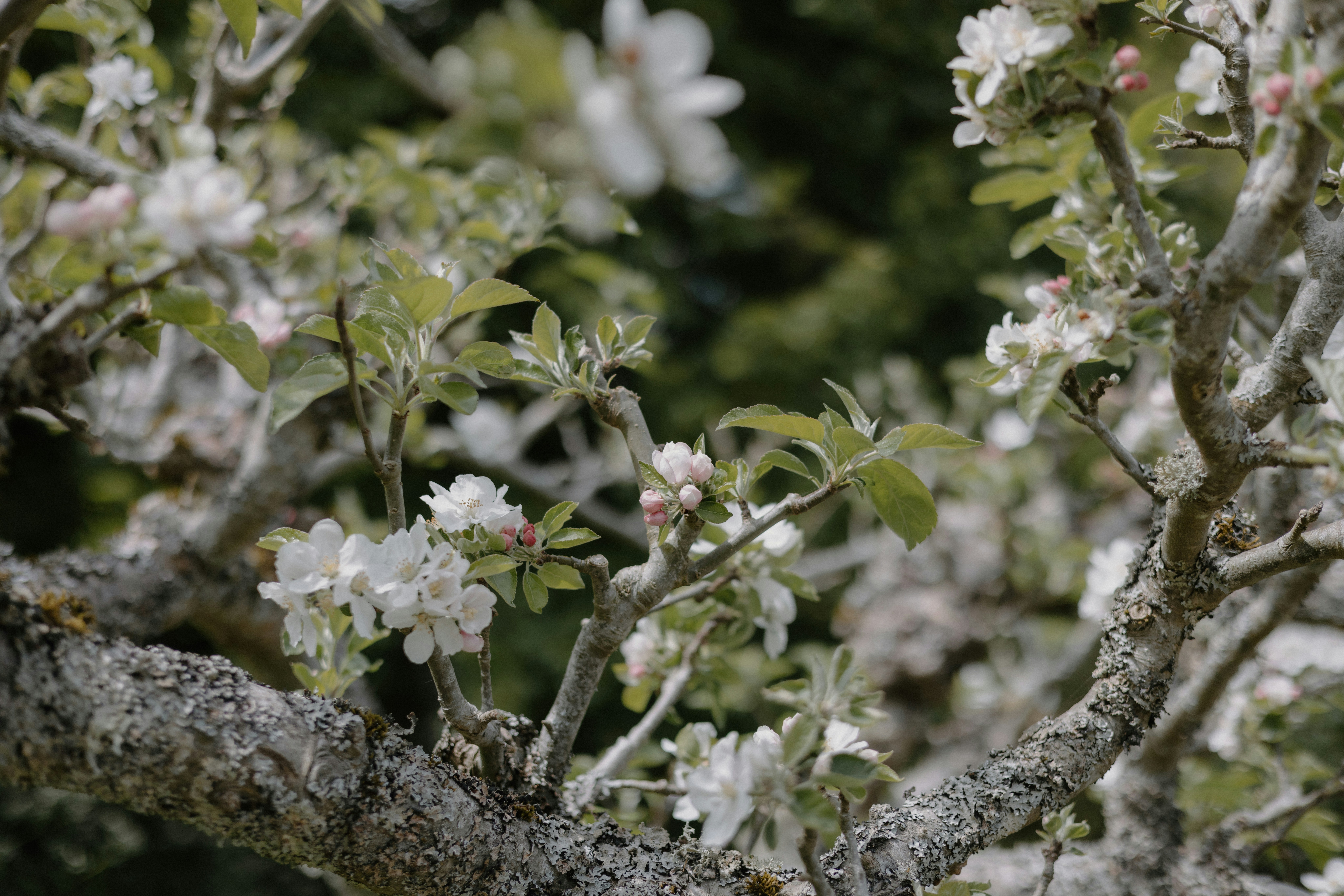 Photo by anniespratt