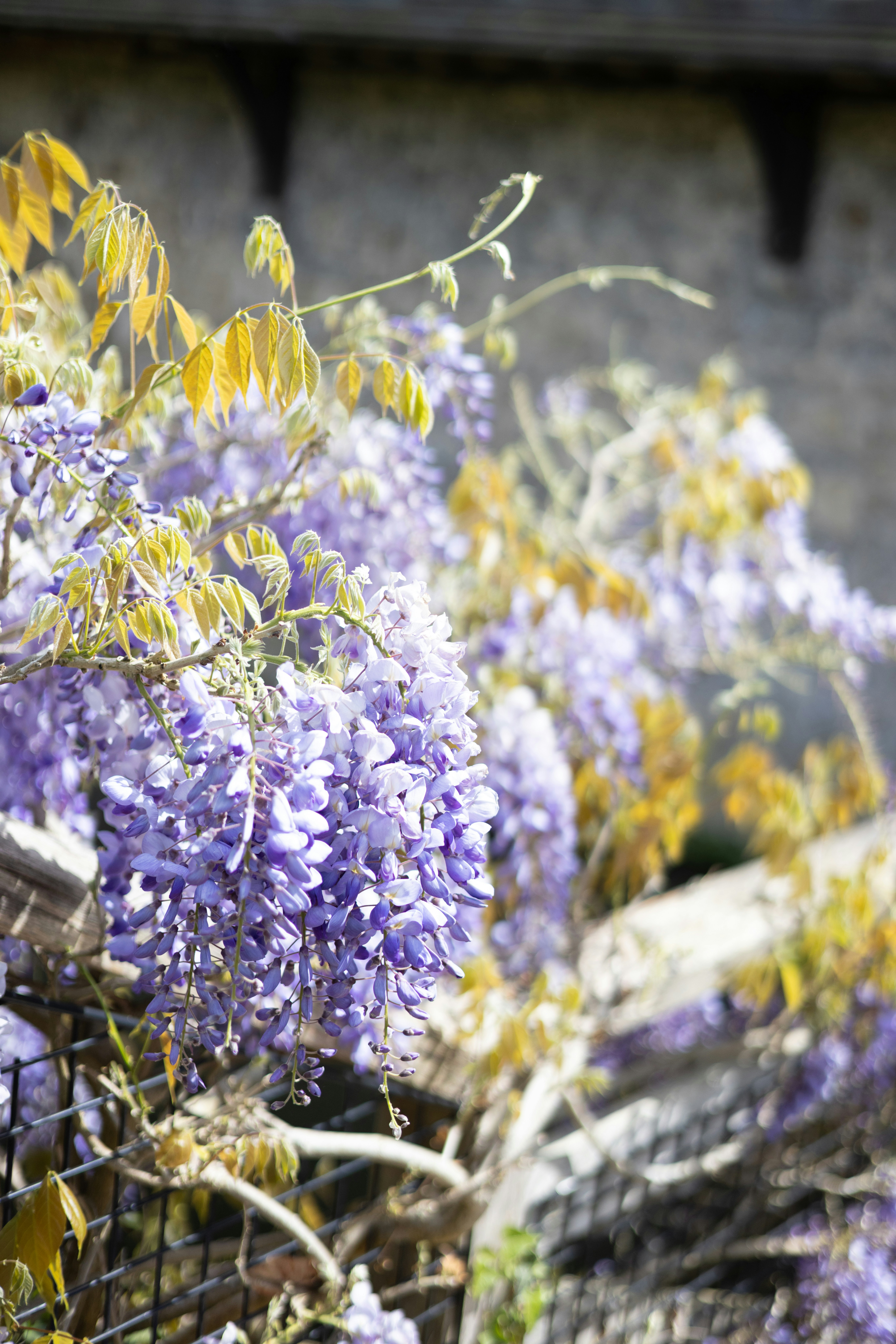 Flores de glicínias roxas florescem à luz do sol. foto – Imagem grátis  sobre Flor na Unsplash, image size:3000x4498