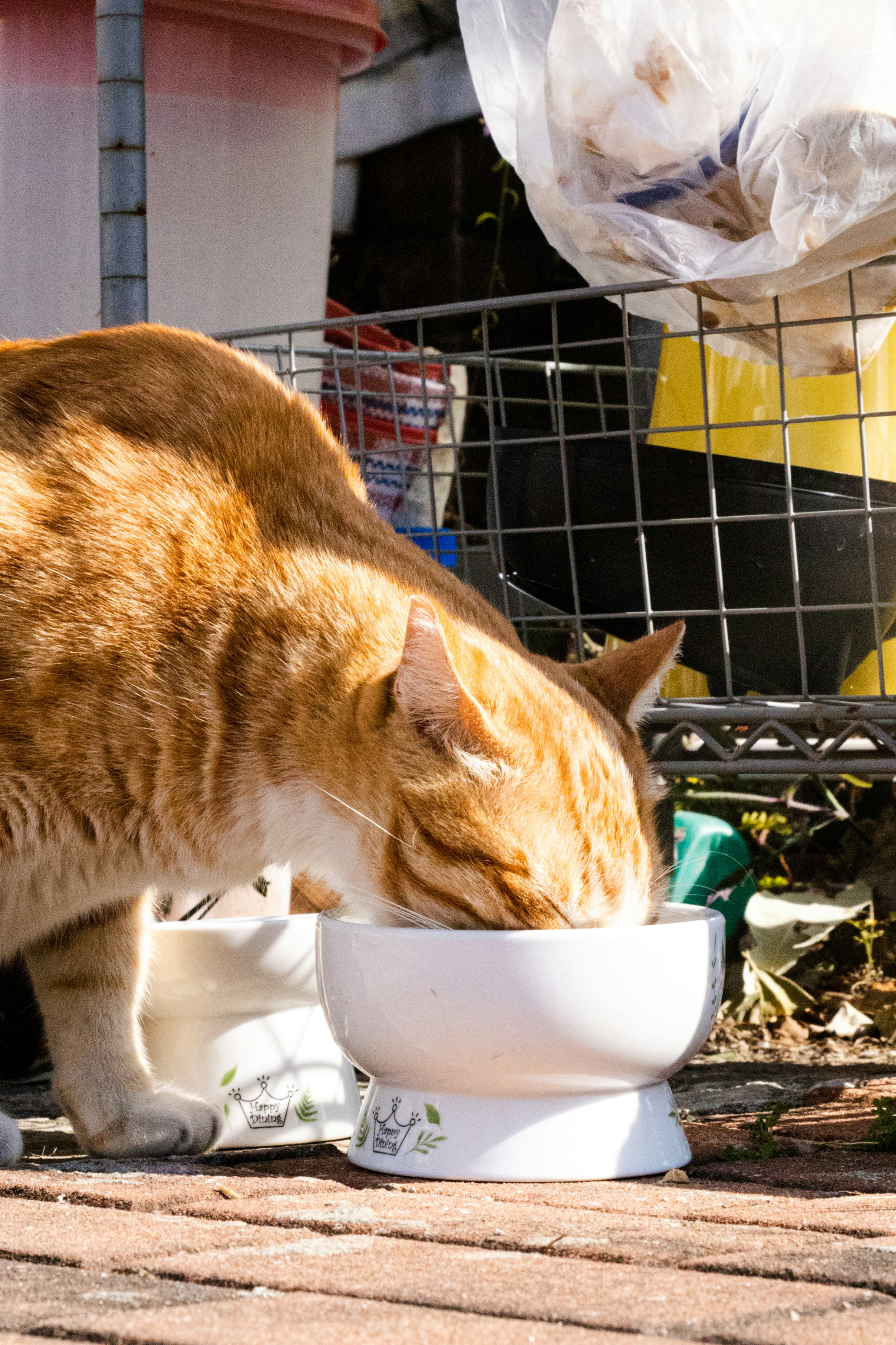 12 Ways Natural Cat Litter Reduces Household Waste