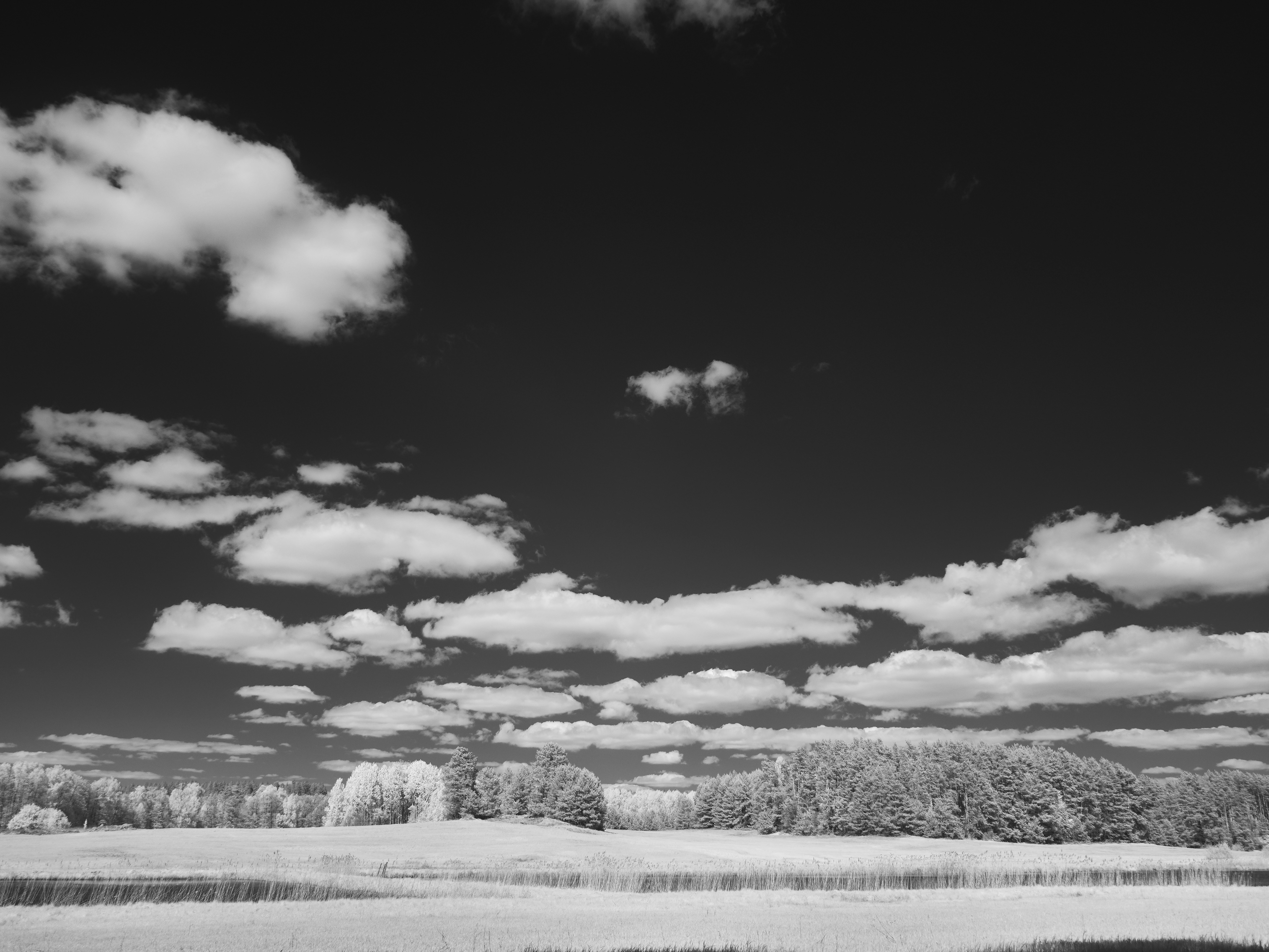 Photo by wolfgang_hasselmann