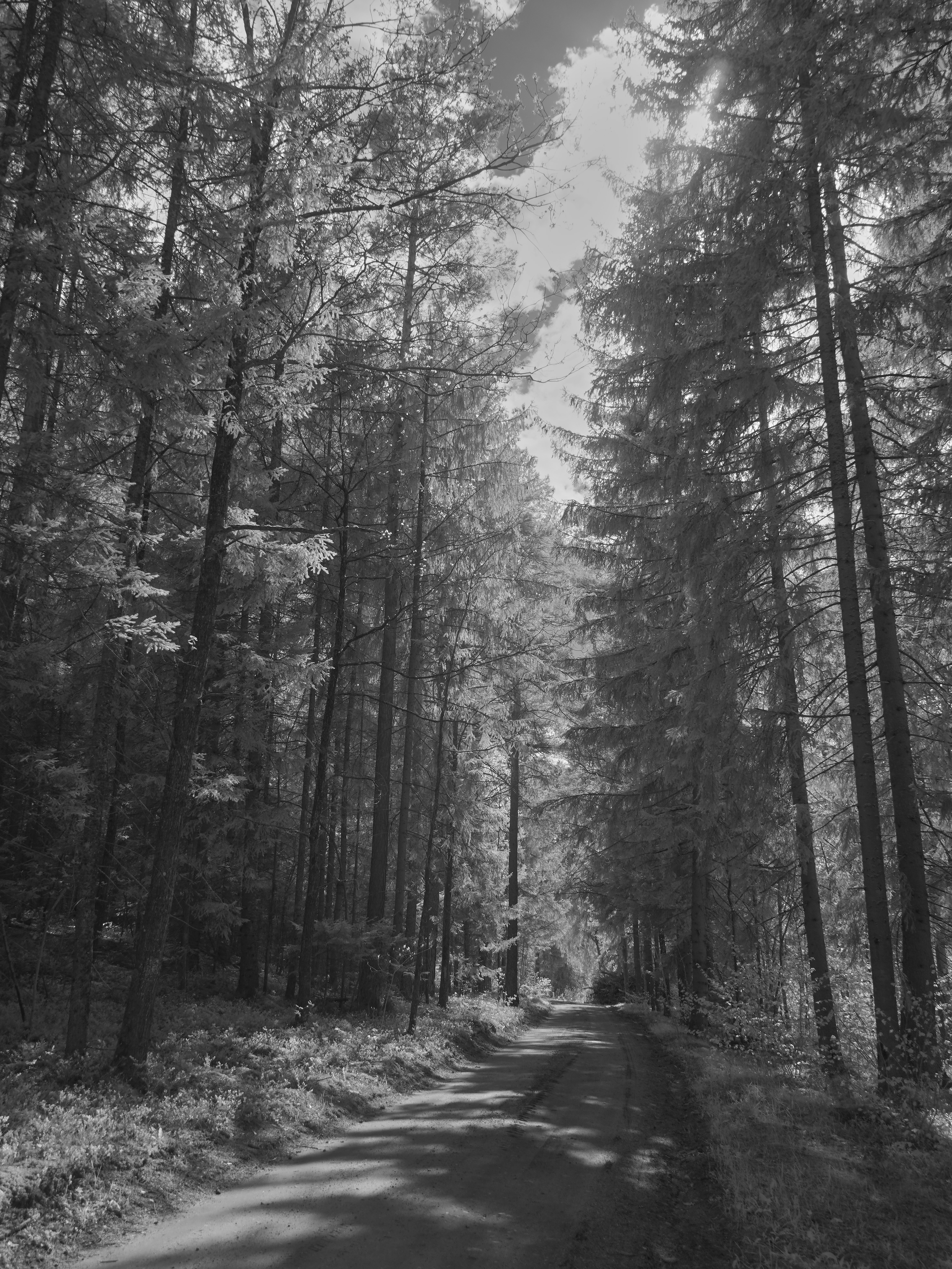 Photo by wolfgang_hasselmann