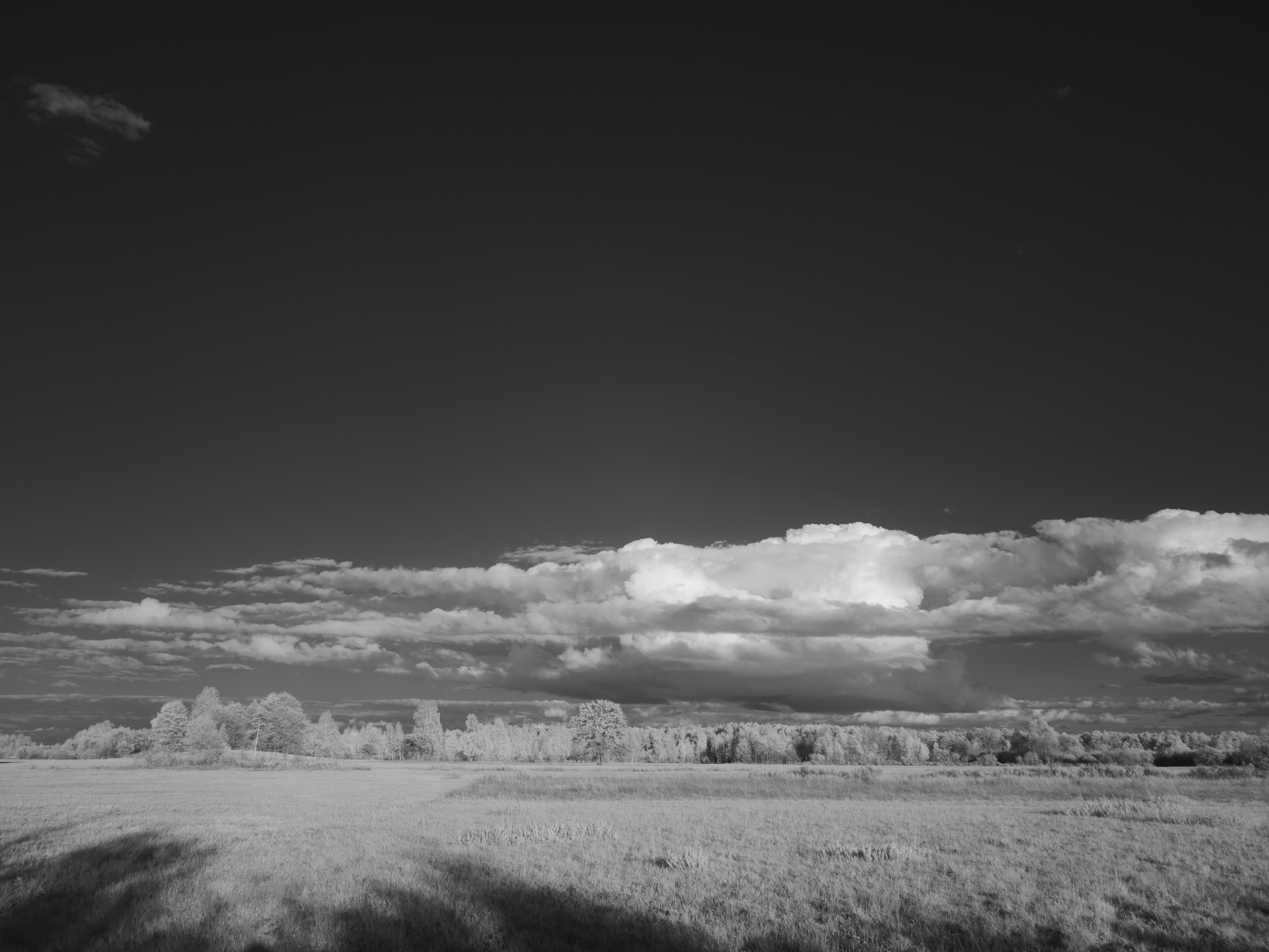 Photo by wolfgang_hasselmann