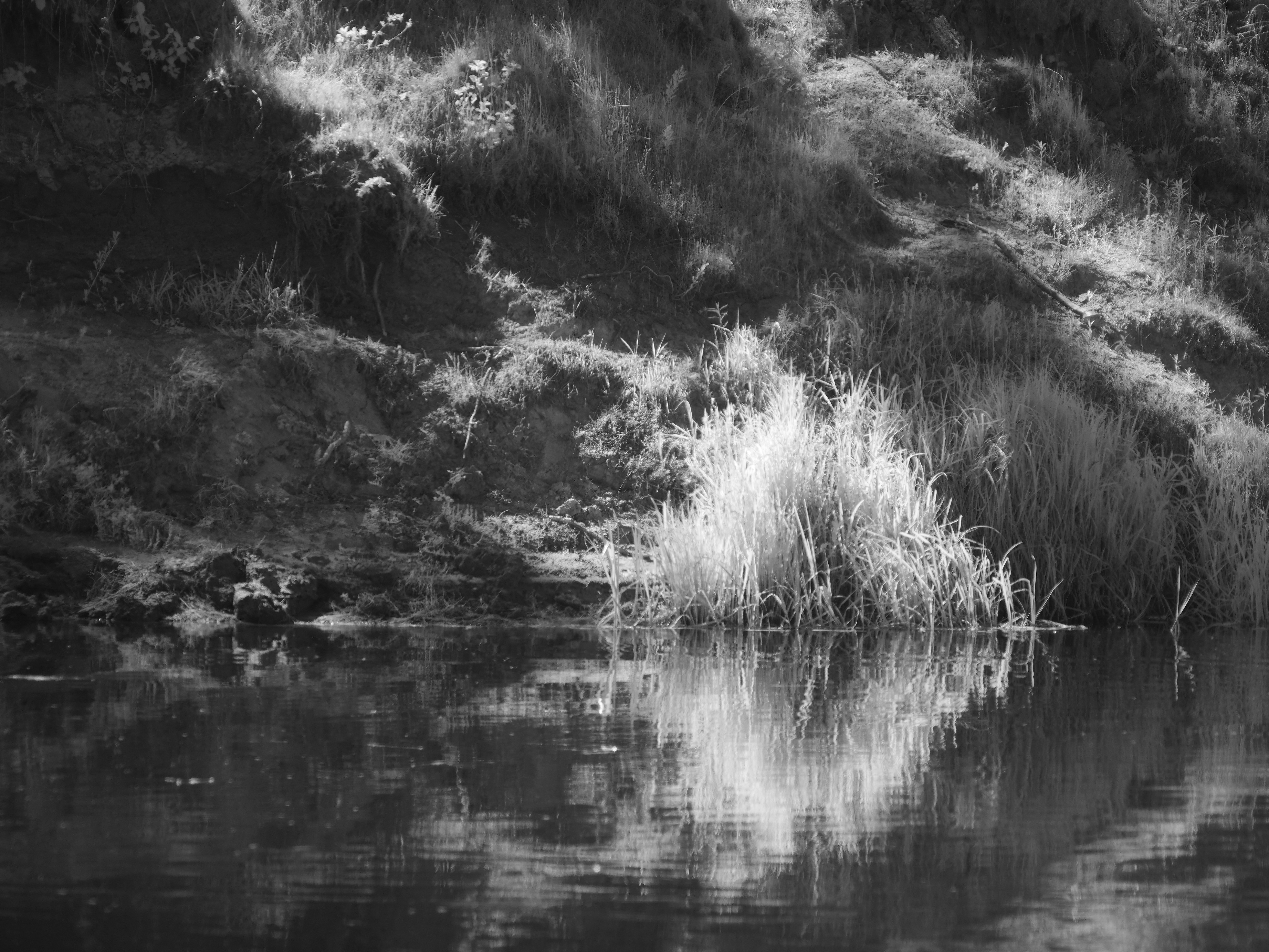 Photo by wolfgang_hasselmann