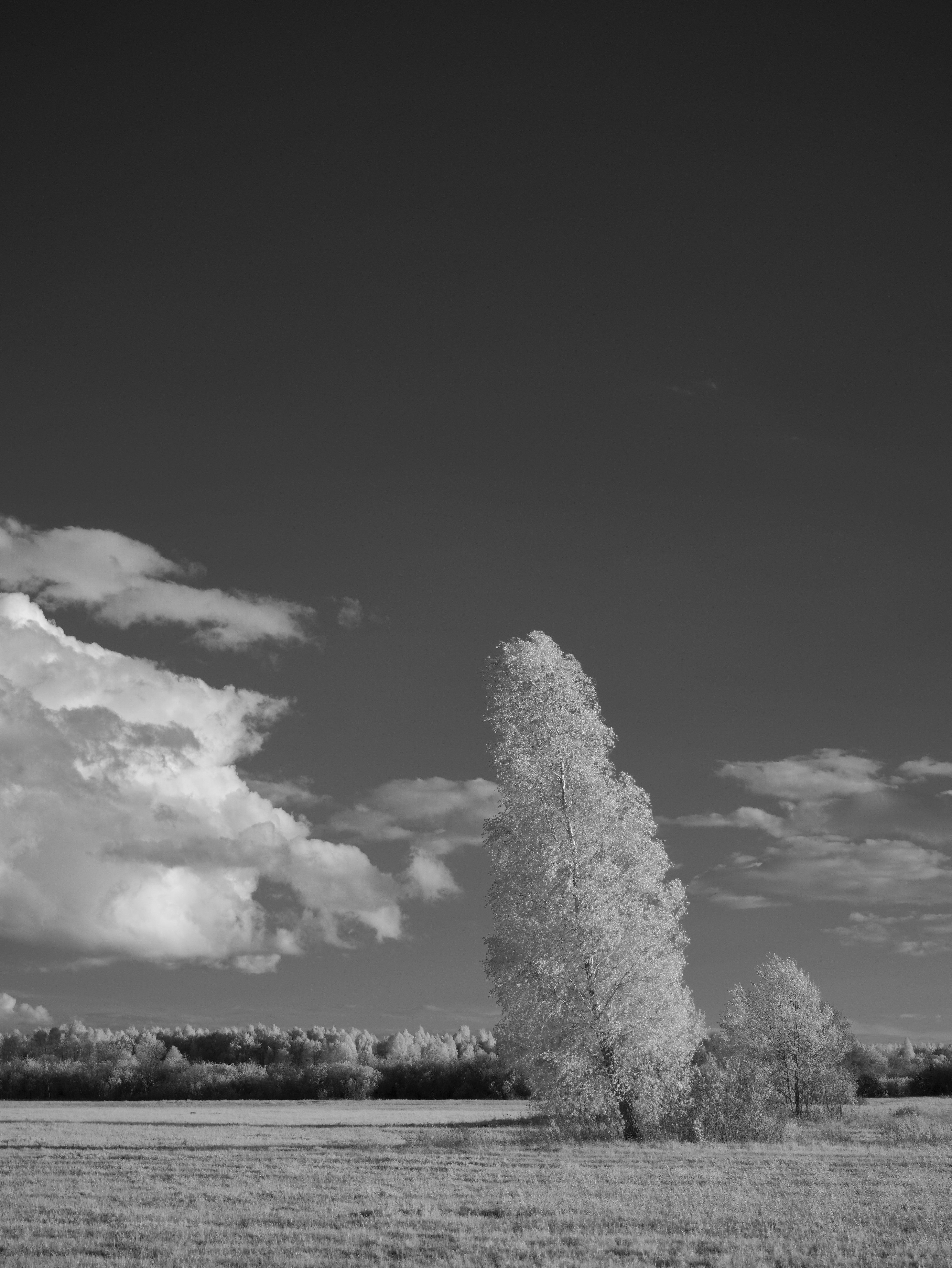 Photo by wolfgang_hasselmann