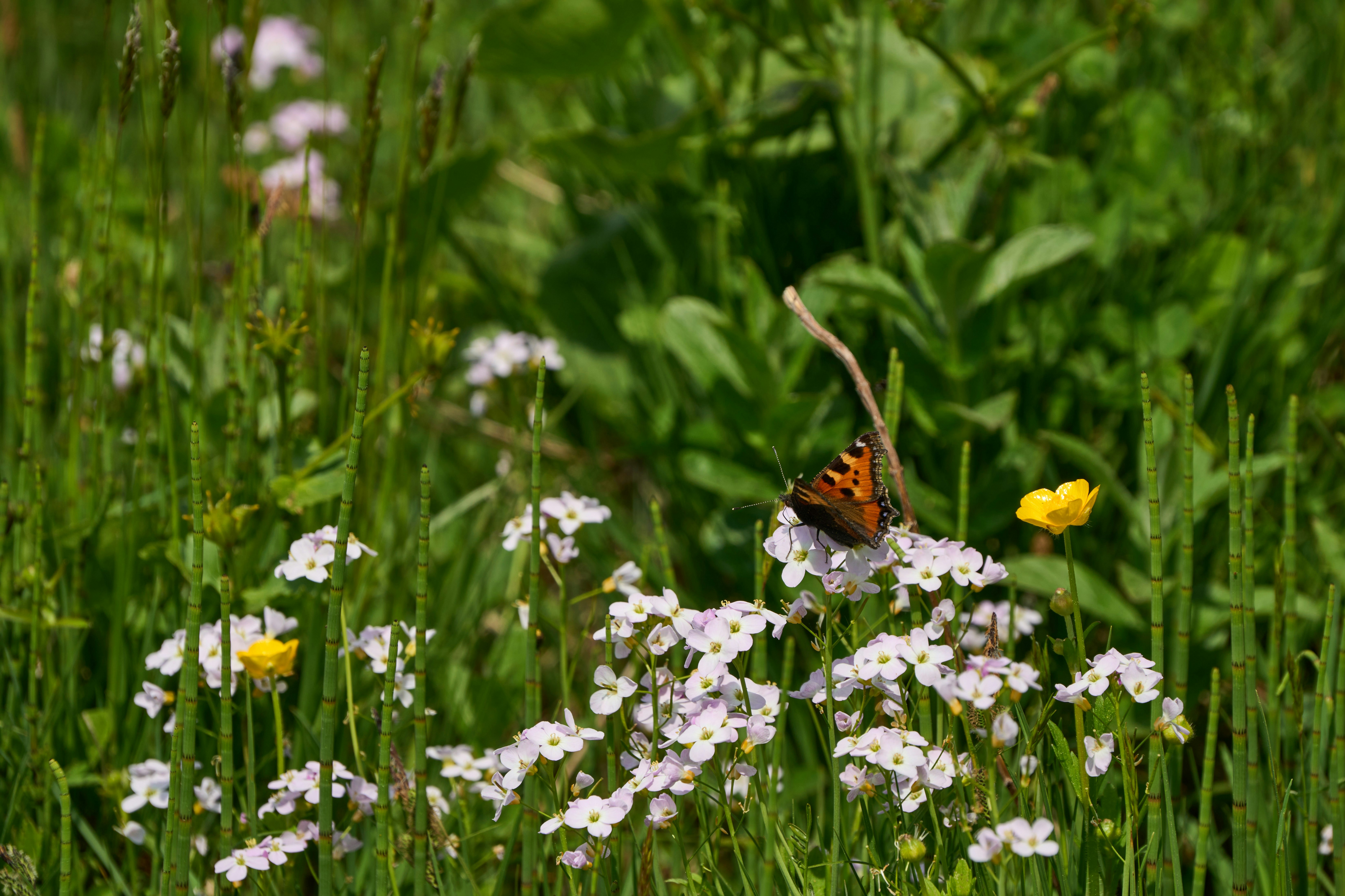 Photo by wolfgang_hasselmann