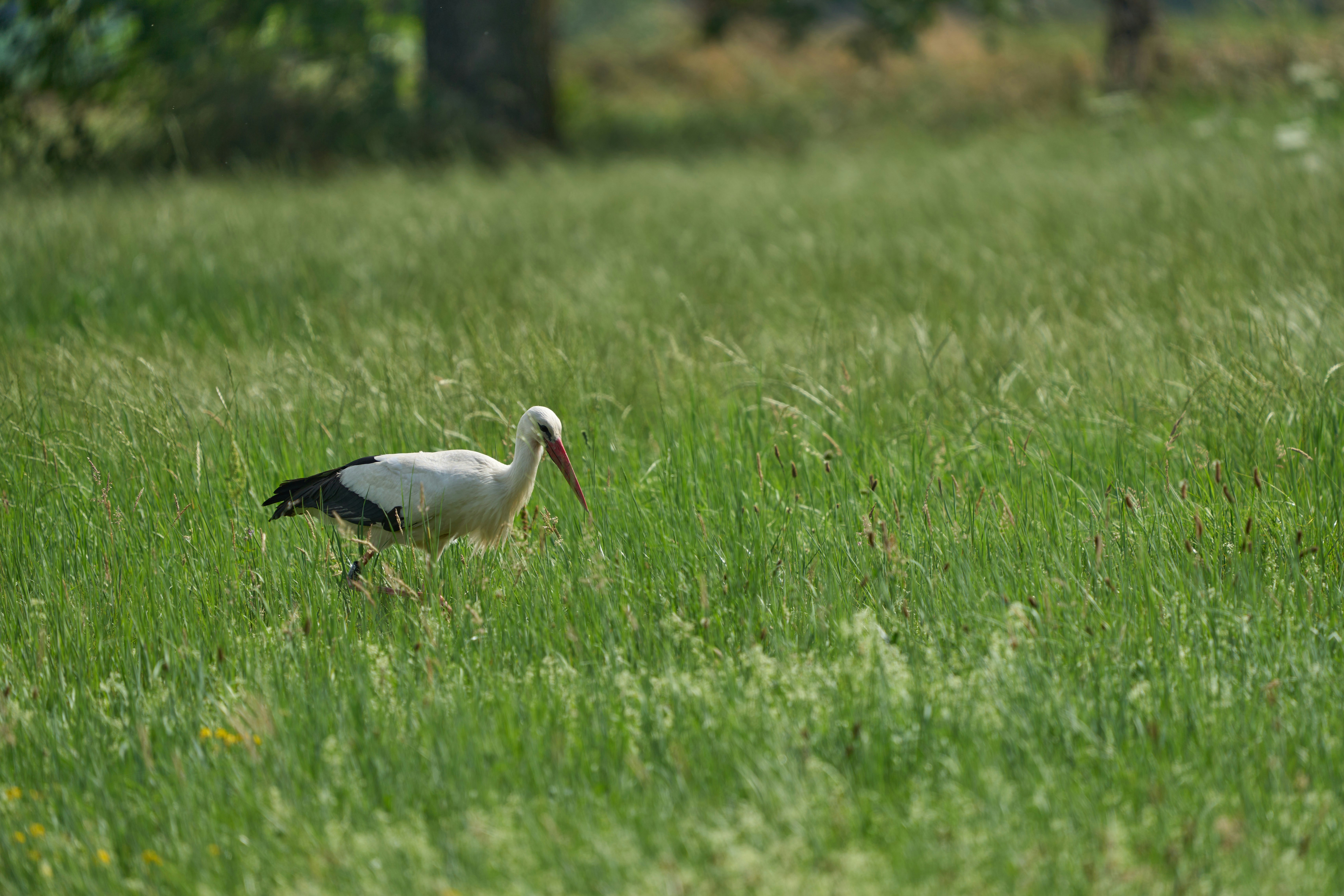 Photo by wolfgang_hasselmann