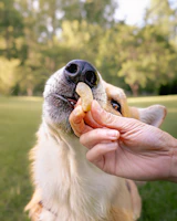 A hand is feeding a dog a treat.