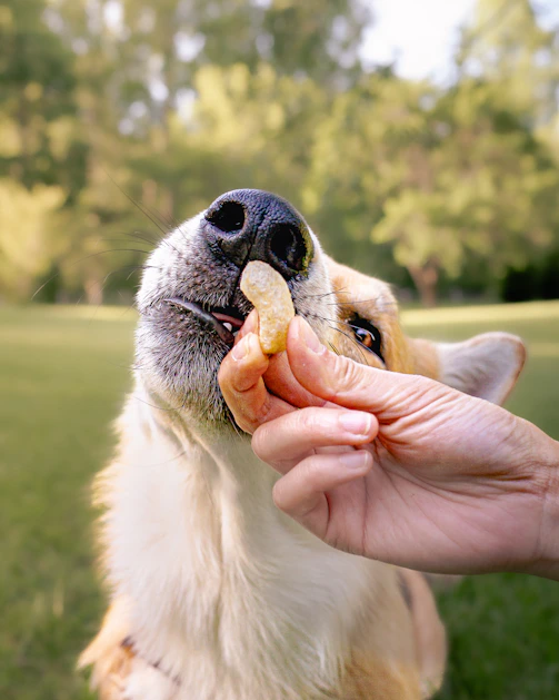 A hand is feeding a dog a treat.