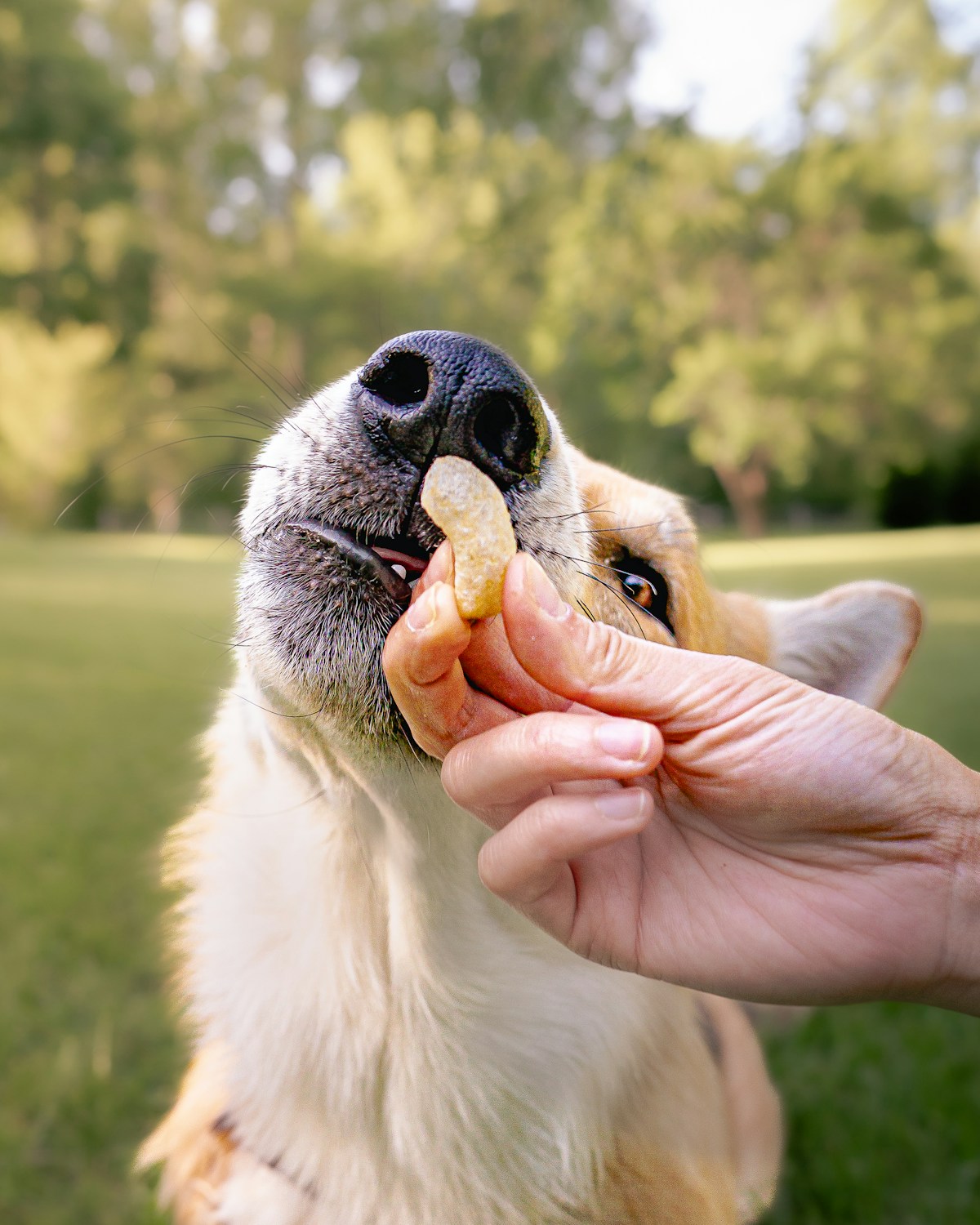 Mão oferecendo um petisco pequeno a um cão de pelagem clara ao ar livre