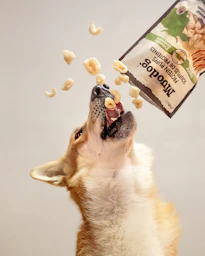 A dog catches protein puffs from a bag.