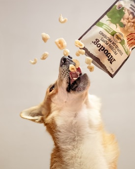 A dog catches protein puffs from a bag.