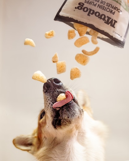 Dog eagerly catches protein puffs falling from a bag.