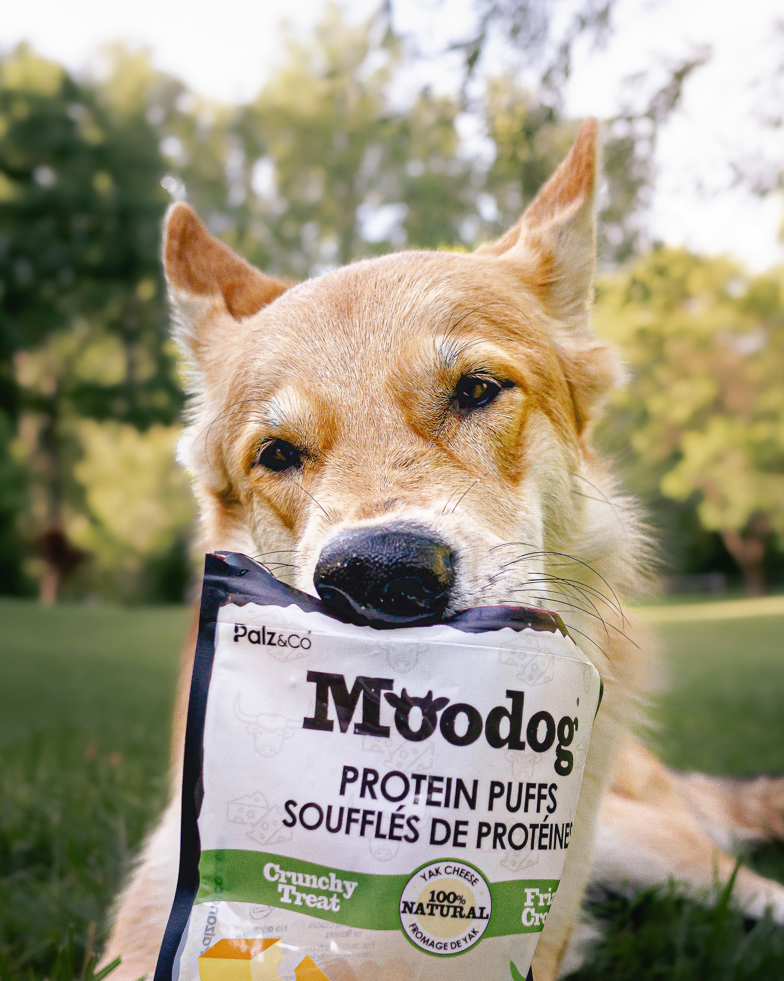 Itch-Free Fido: The Best Dog Food for Allergies