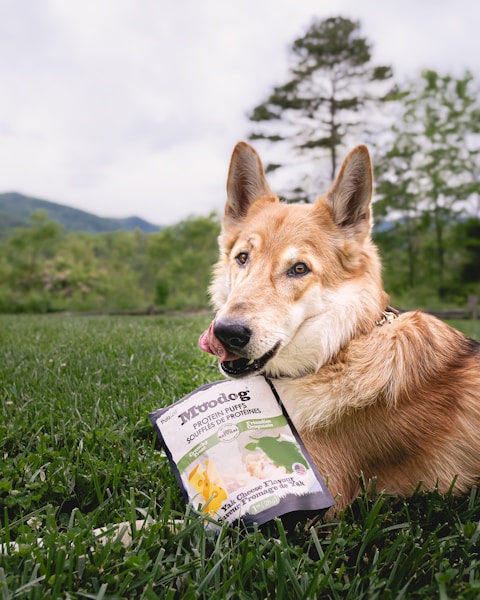 Dog Food Ingredients to Avoid: Red Flags on the Label