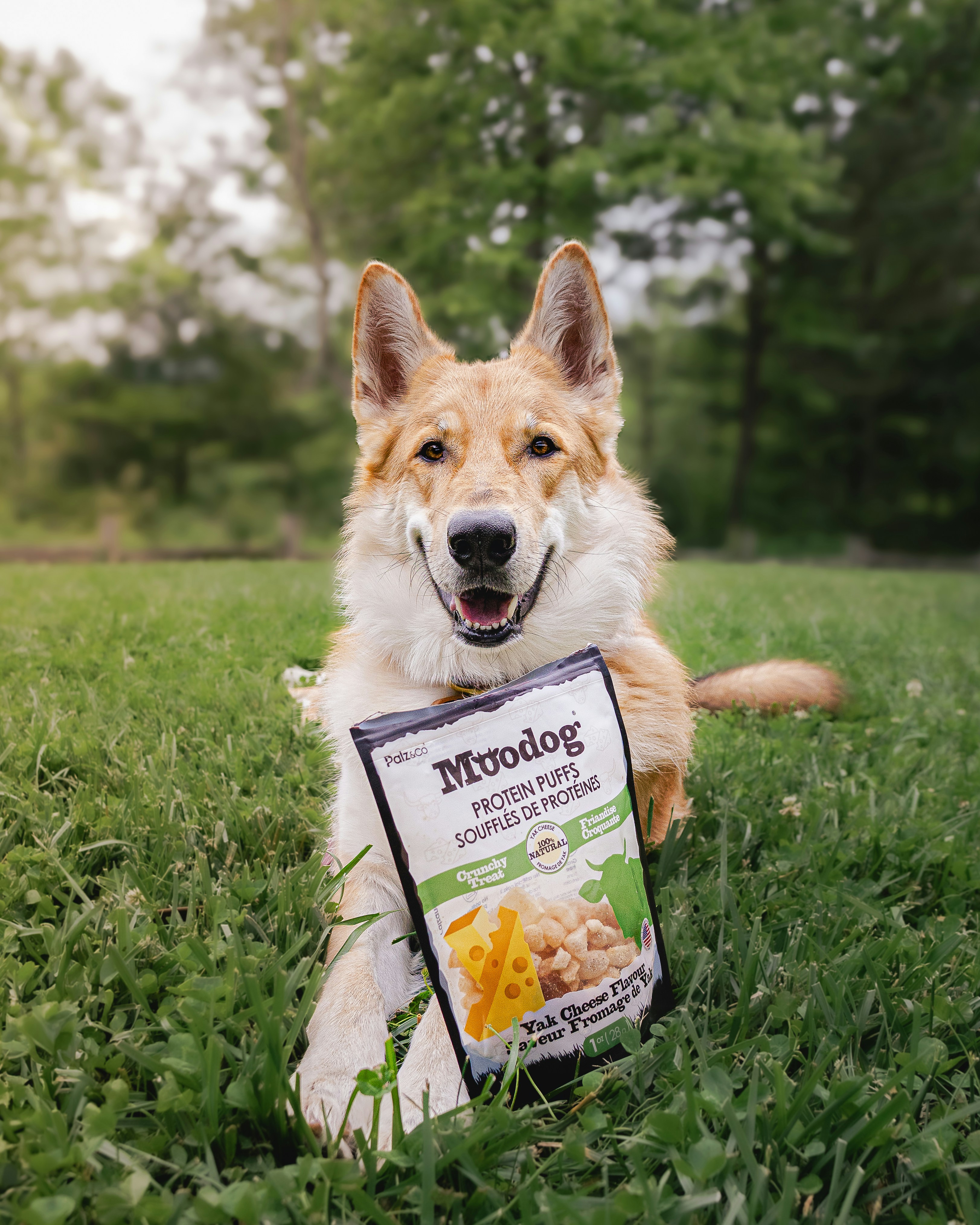 Yak Cheese Chews for Dogs