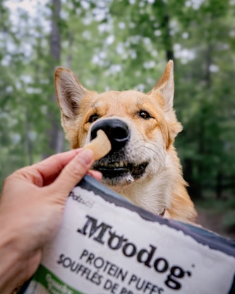 A dog receives a treat from its owner.