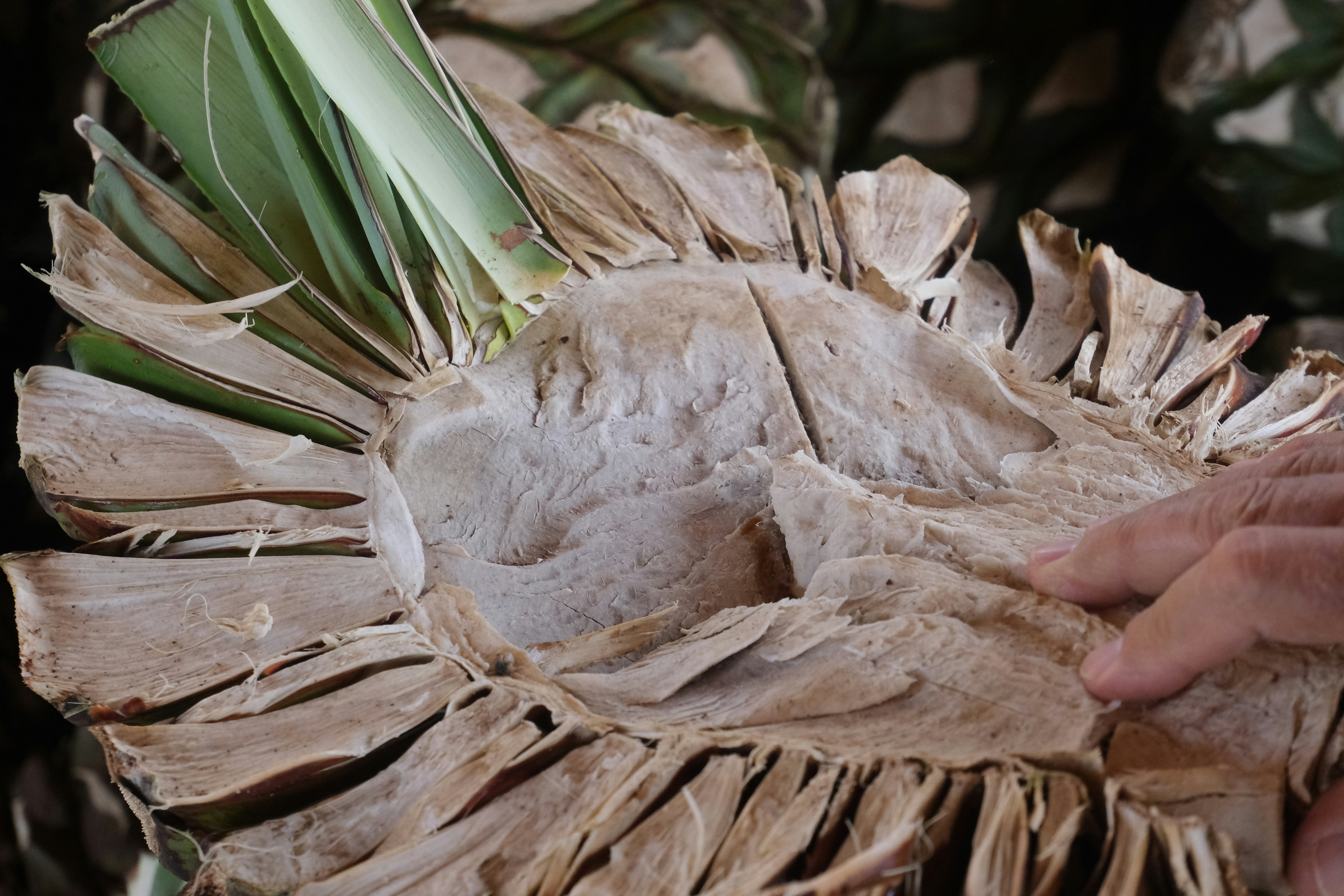 Inside view of an agave plant.