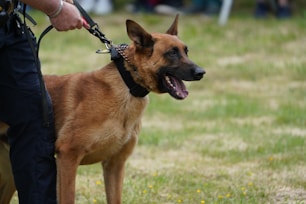 A police dog is held on a leash.