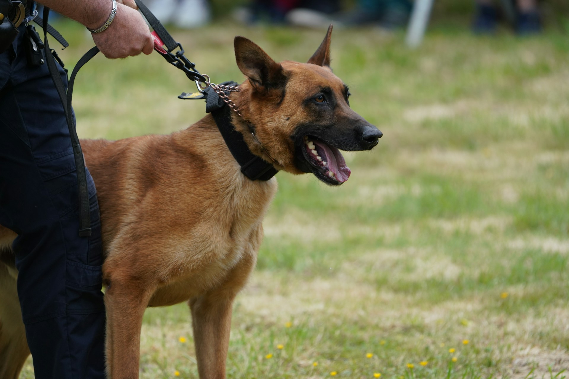 A police dog is held on a leash.