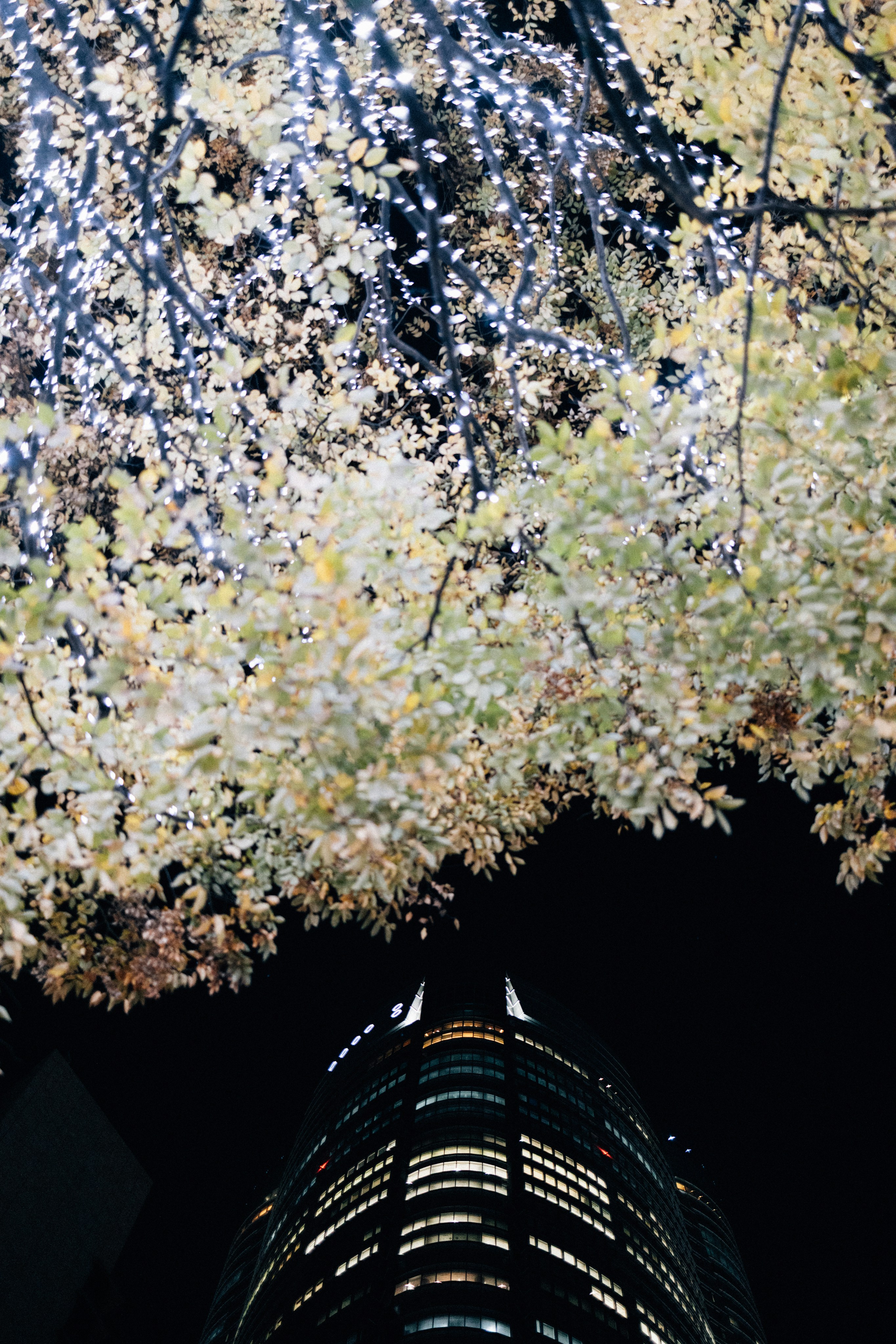 A skyscraper beneath illuminated tree branches.