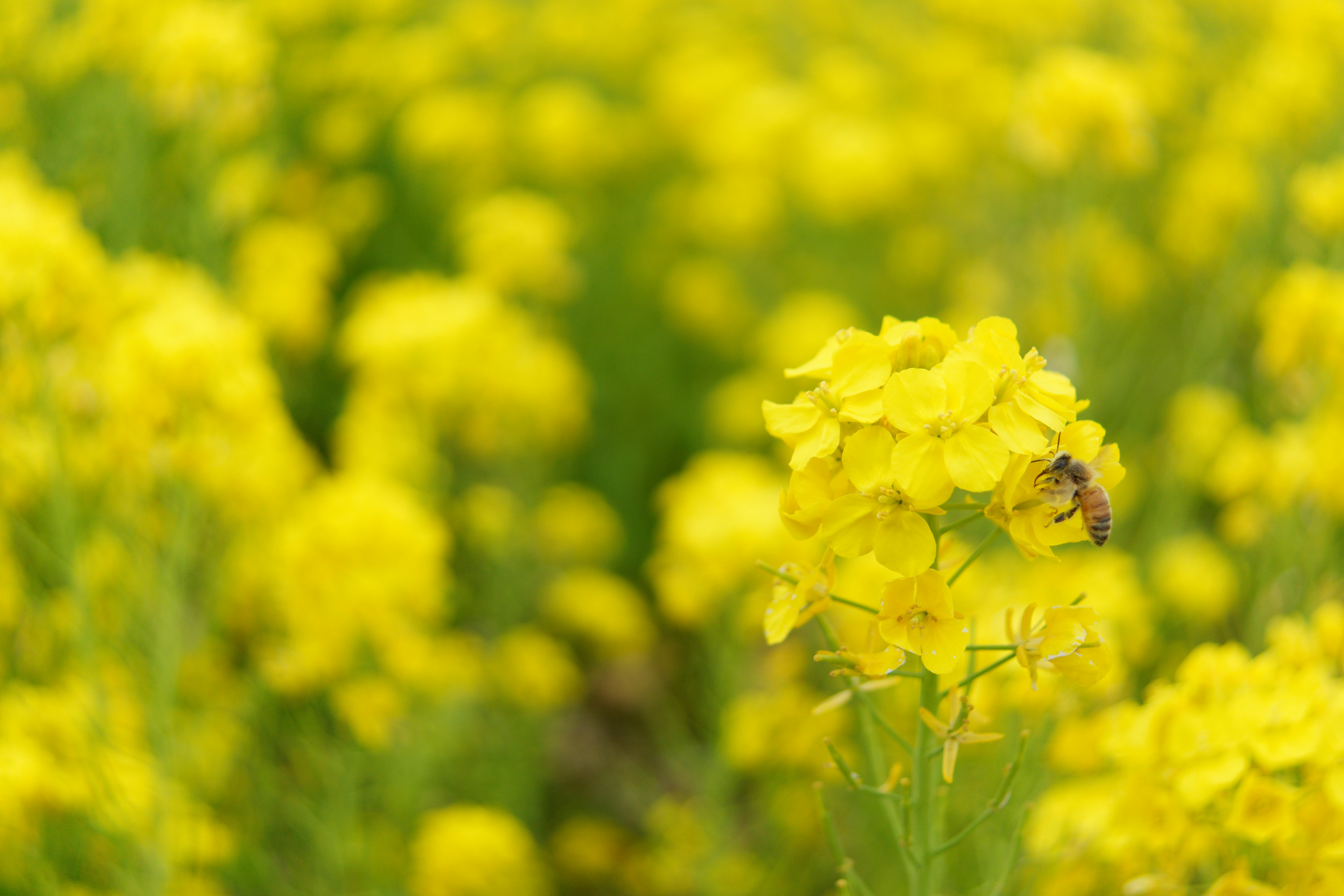 Photo by da_shika_photo