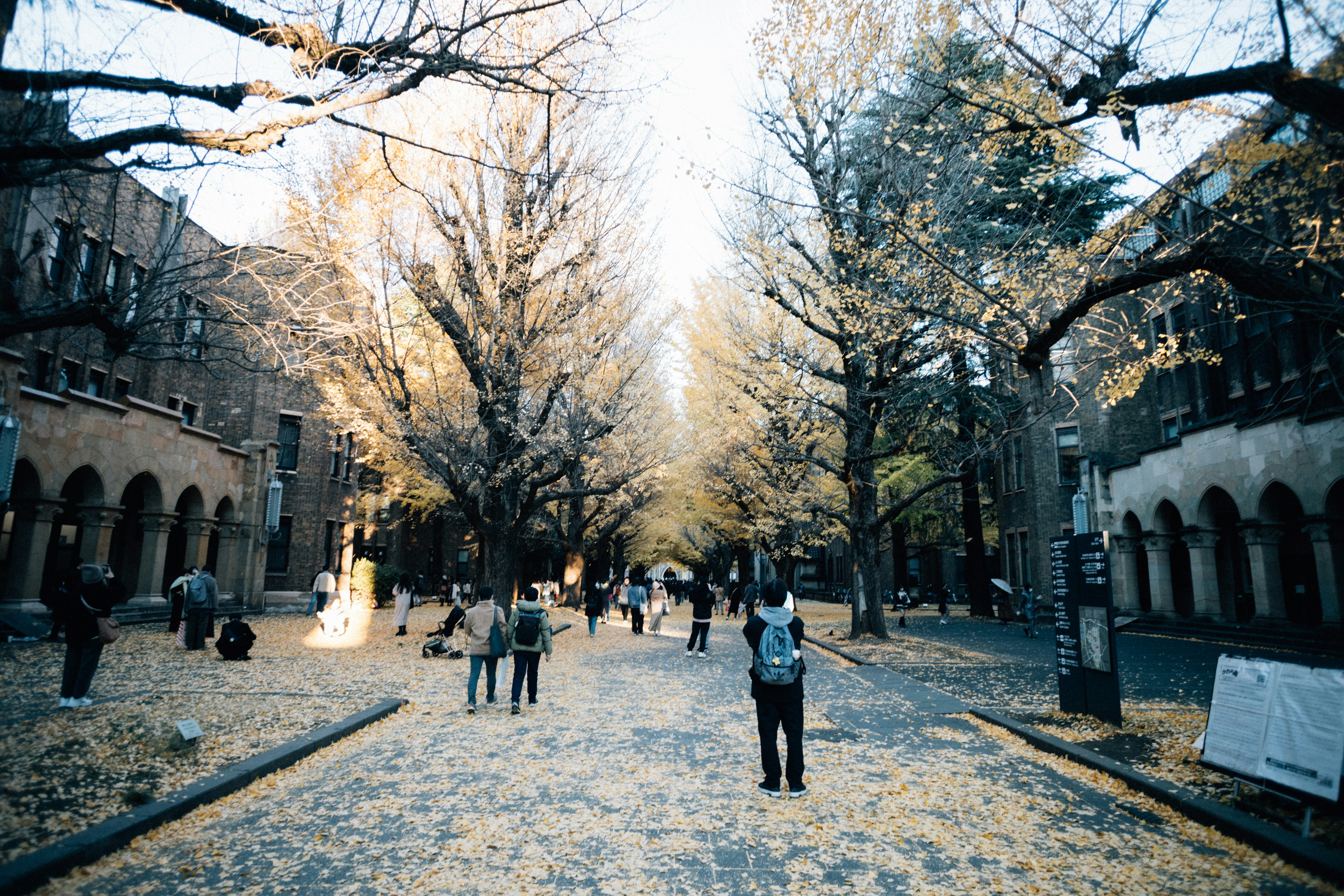 People walk down a tree-lined pathway on a sunny day.