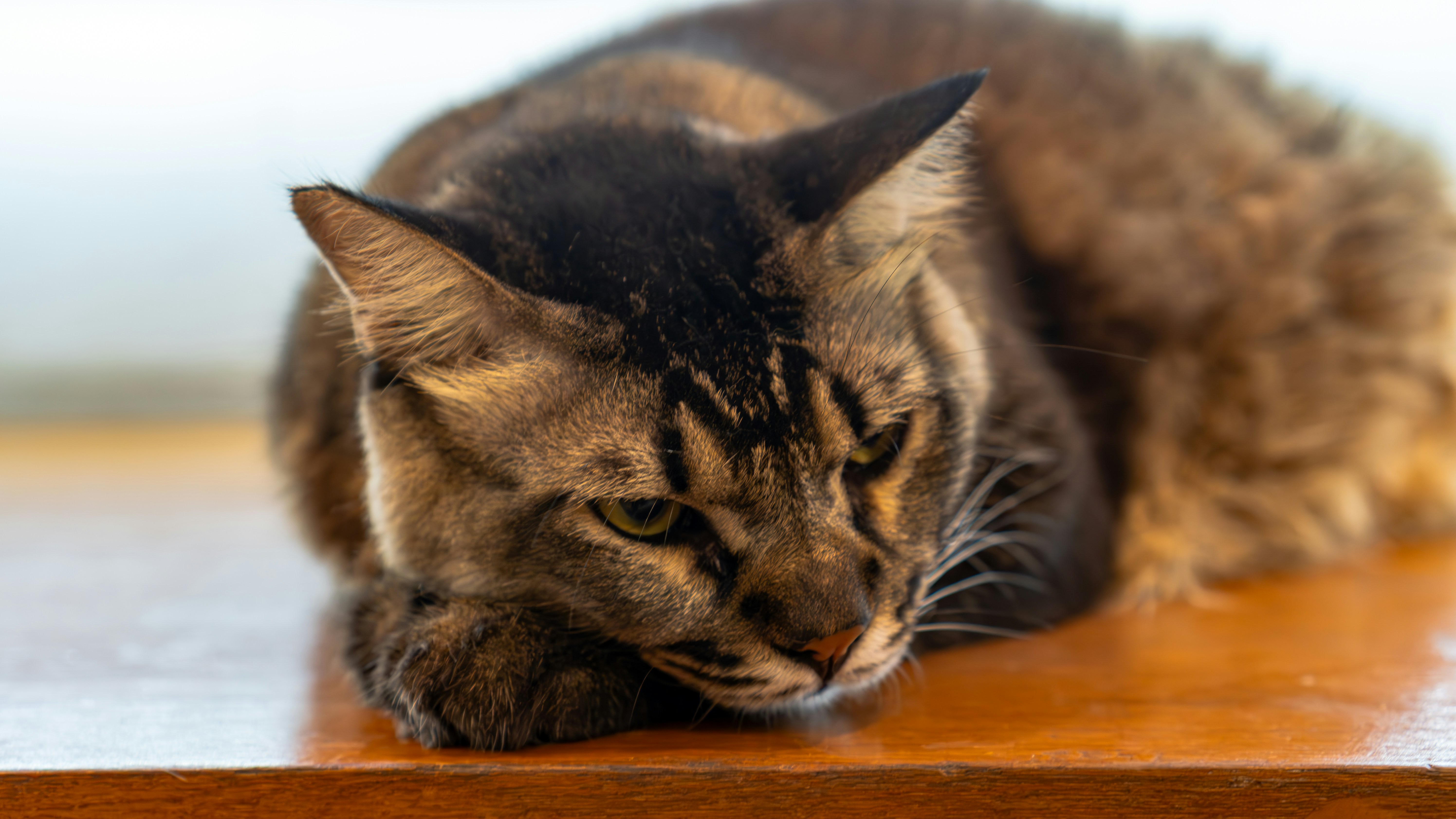 A cat rests on a wooden surface.