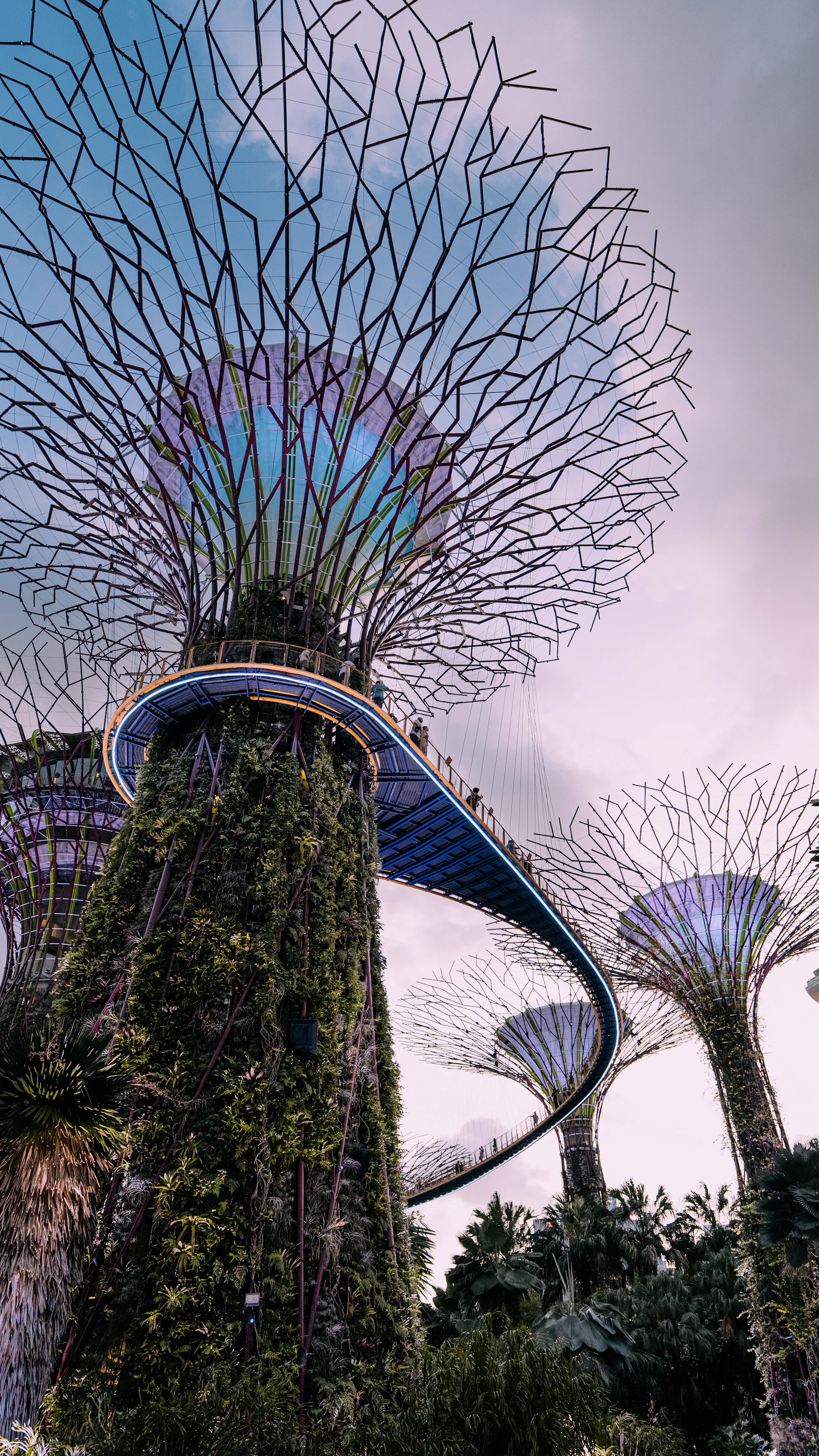 The illuminated Supertrees and elevated walkway at Gardens by the Bay