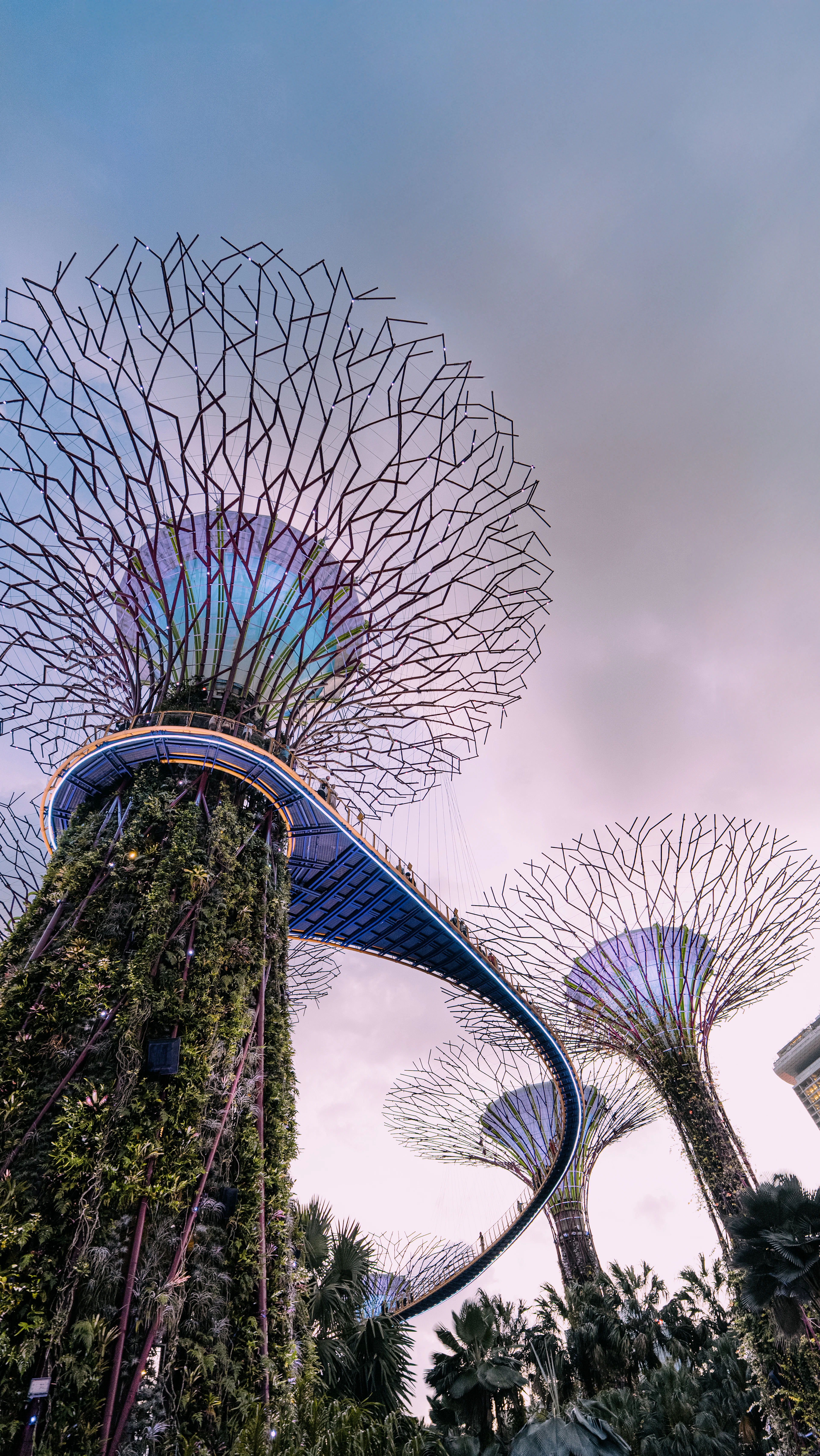 Looking up at the planted Supertrees and the curving OCBC Skyway walkway at Gardens by the Bay in Singapore