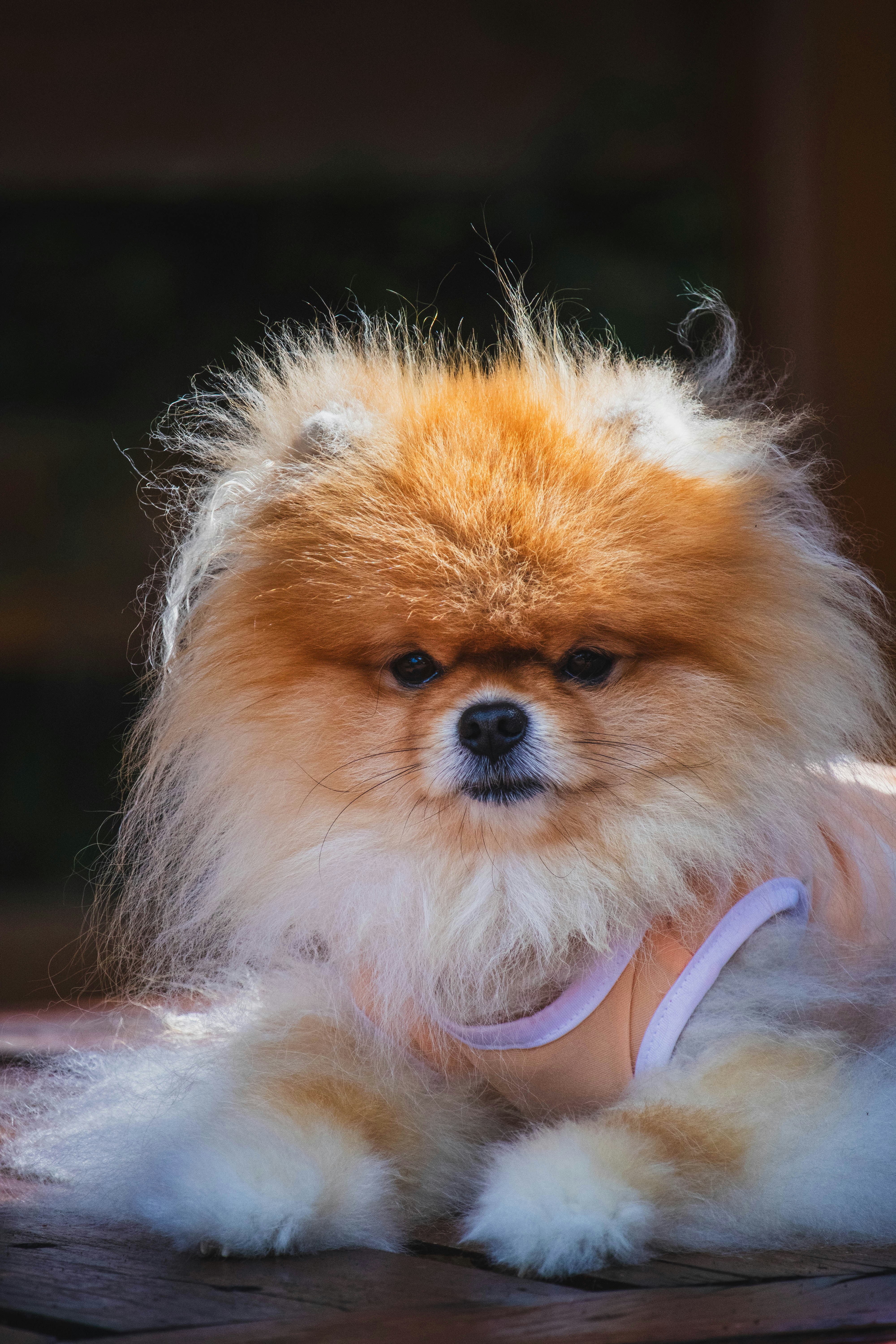 Photo by theguilhermeramos