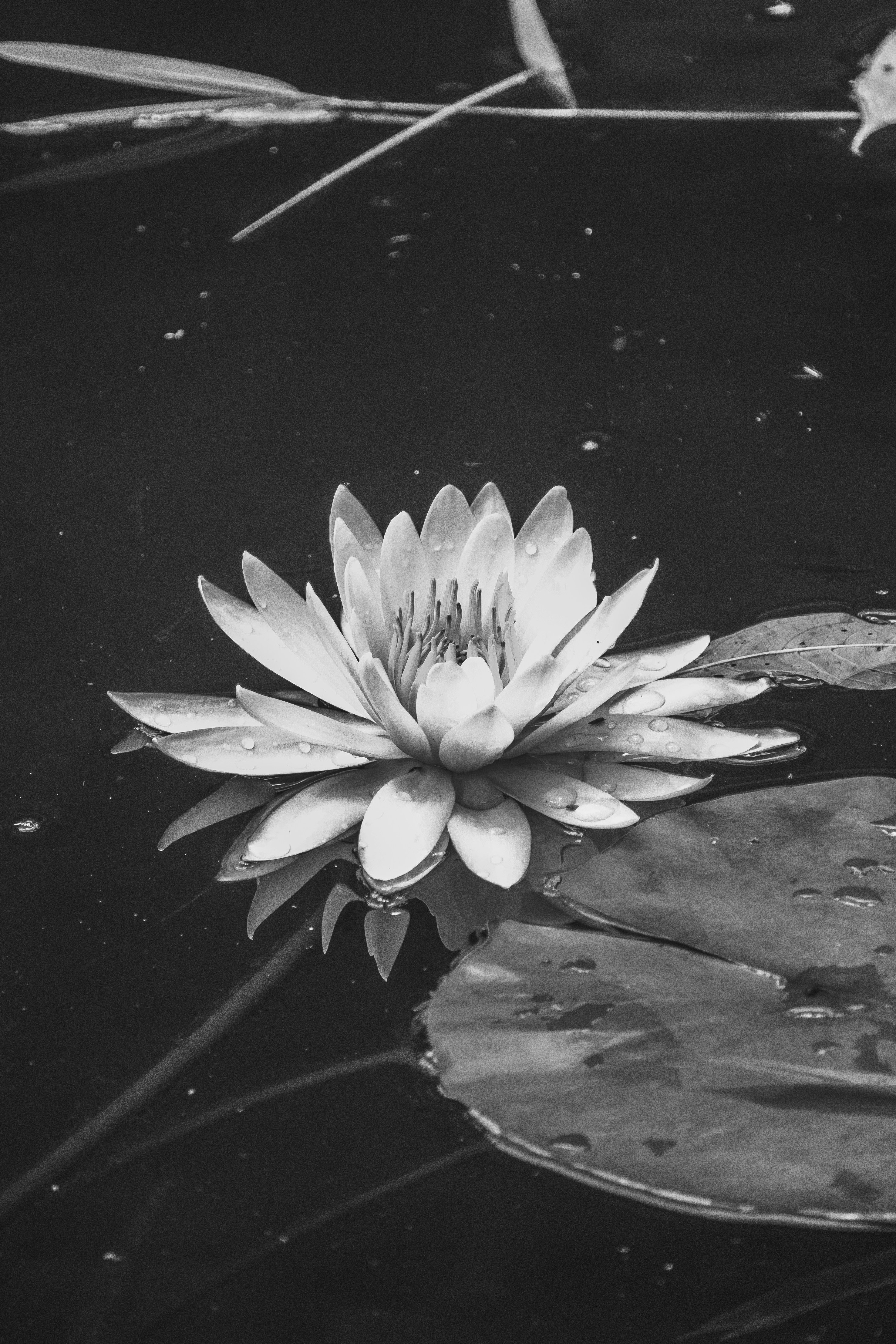 A water lily blossoms beautifully on the water.
