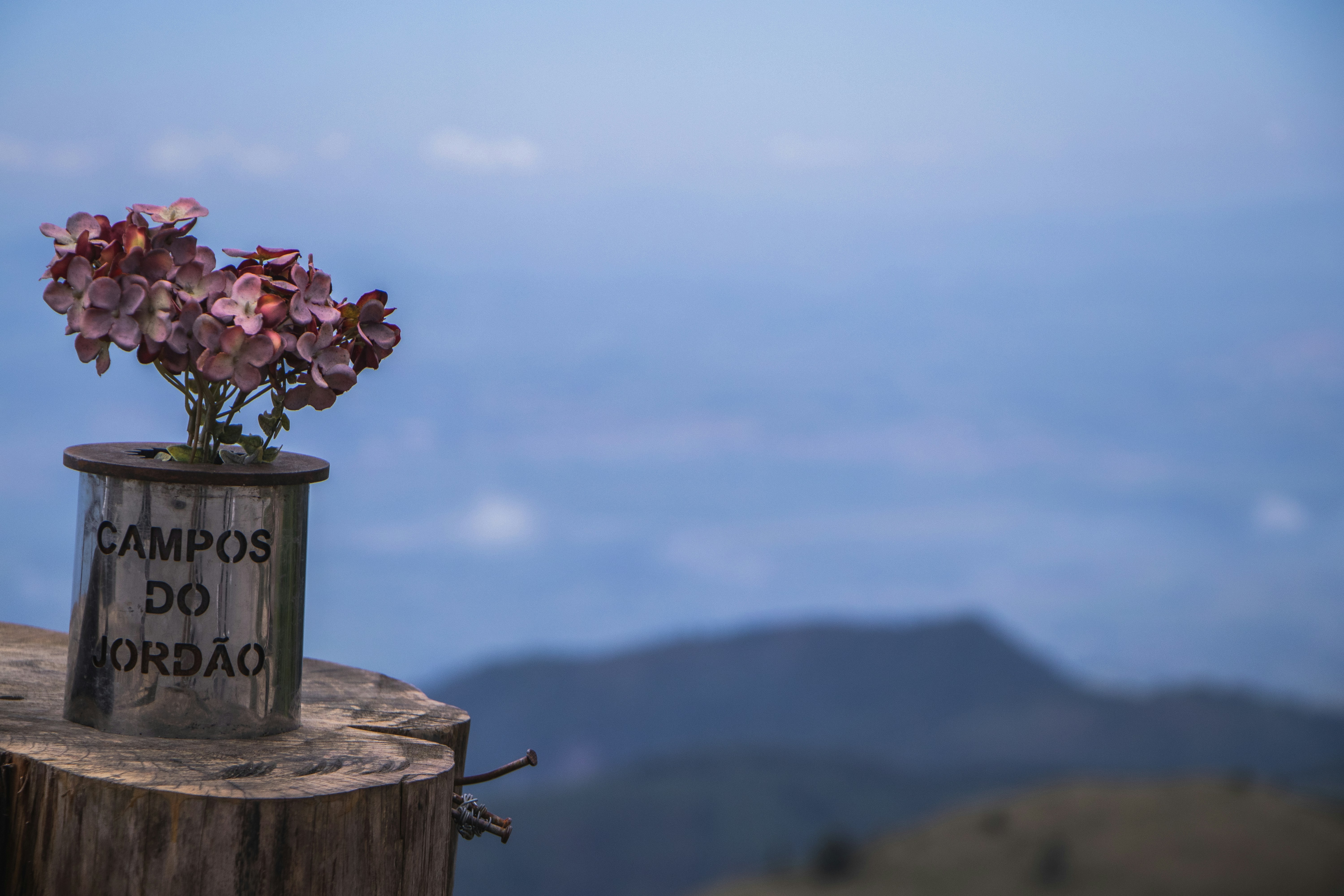 Flowers in a pot with a scenic background.